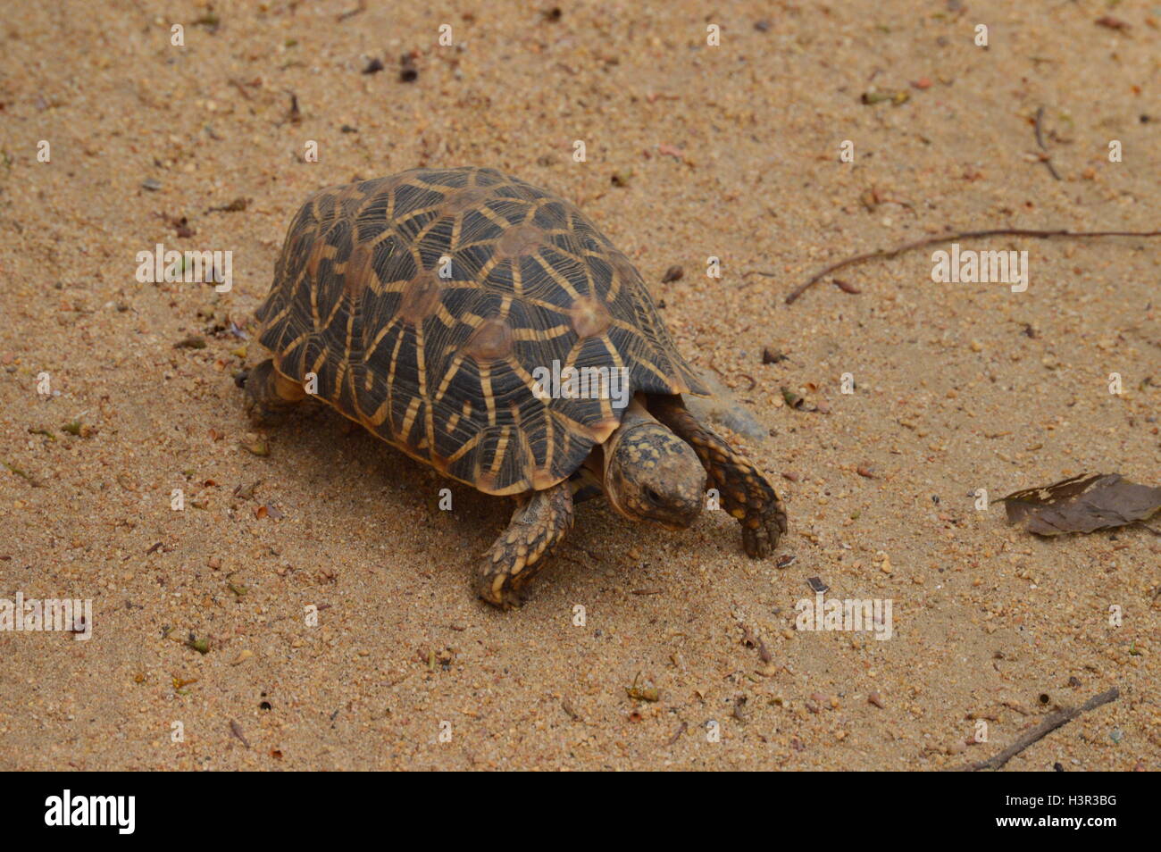 An Indian turtle at a biodiversity park in Bangalore Karnataka India
