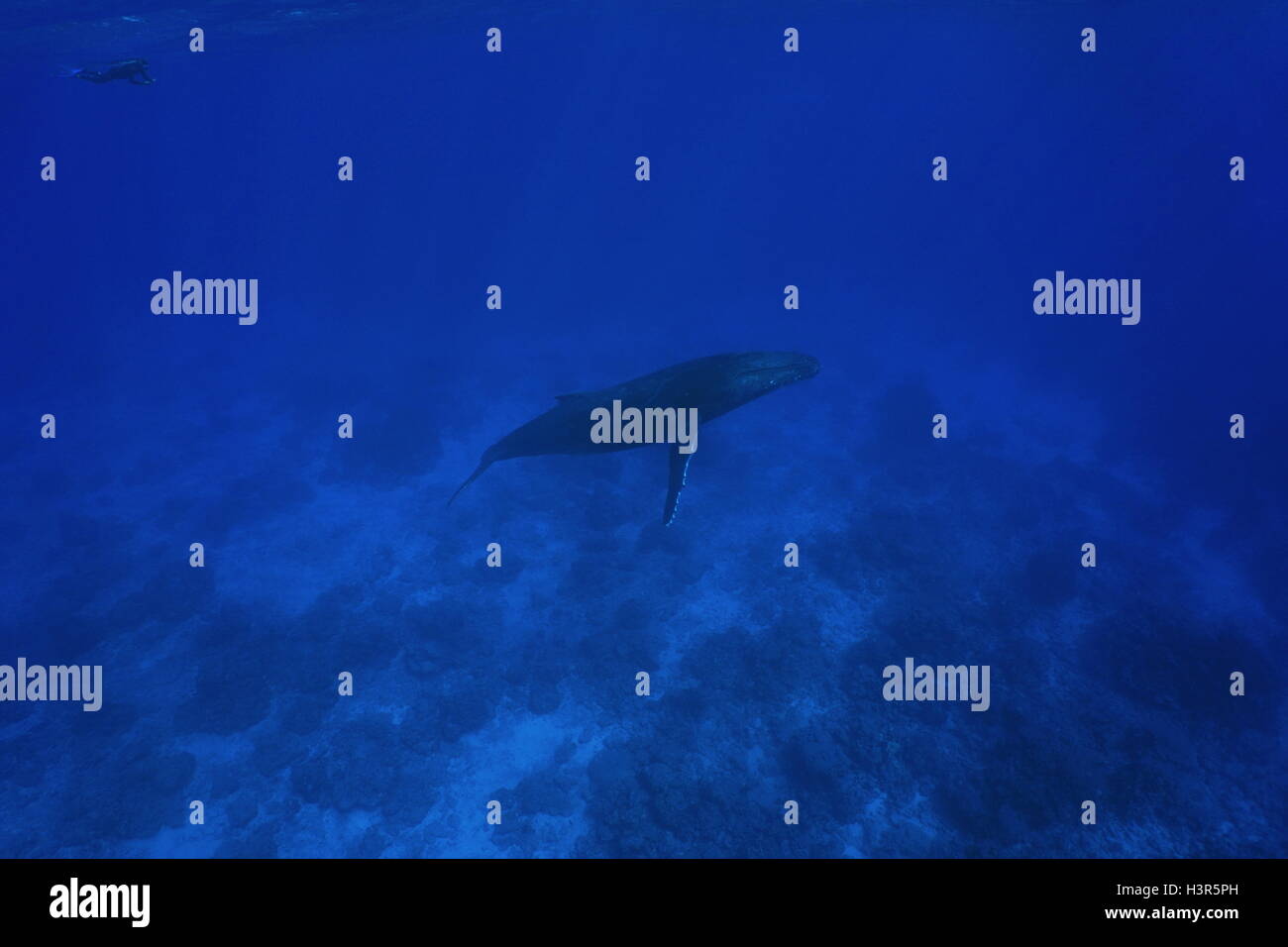 A humpback whale, Megaptera novaeangliae, underwater in the Pacific ocean with one person snorkeling at the surface, Rurutu Stock Photo