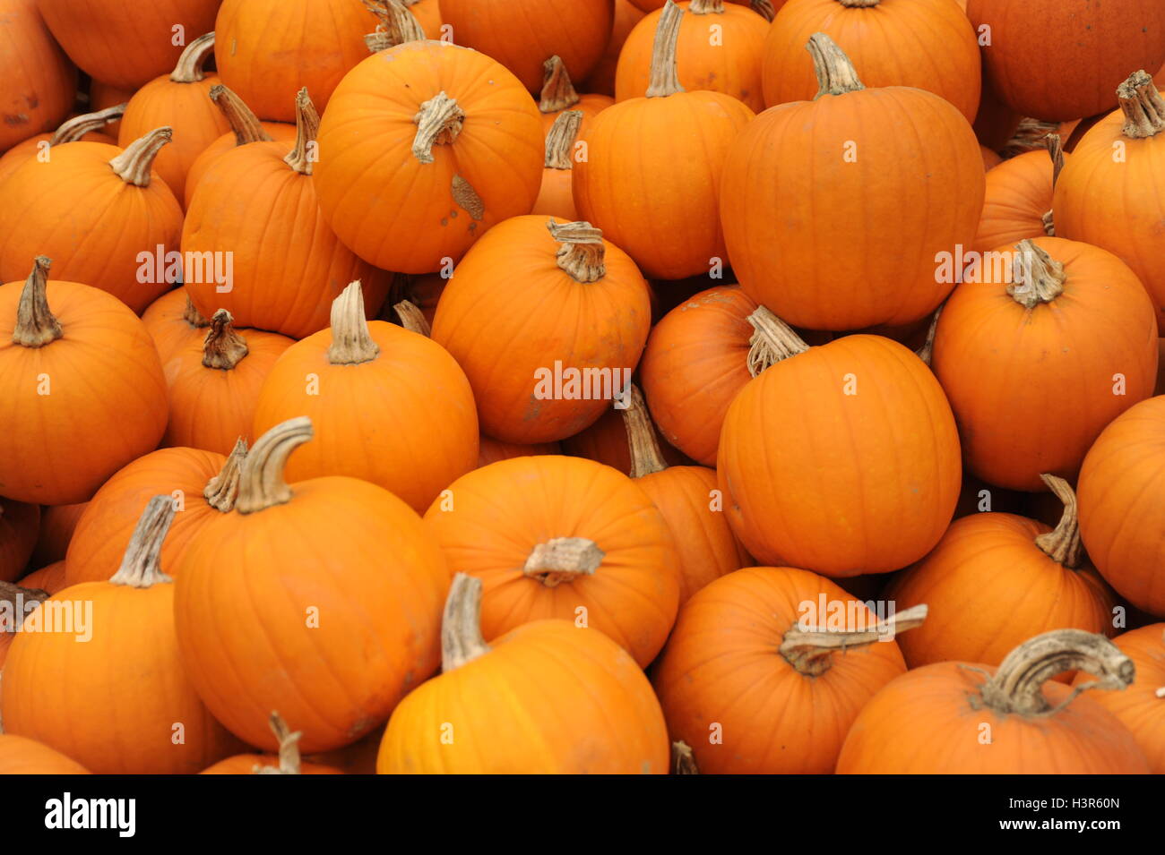 Pumpkins Stock Photo