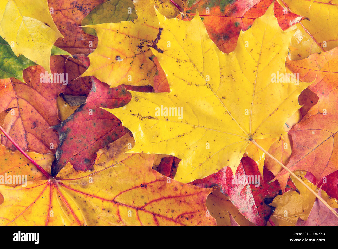 Background of fall leaves on wet forest floor Stock Photo - Alamy