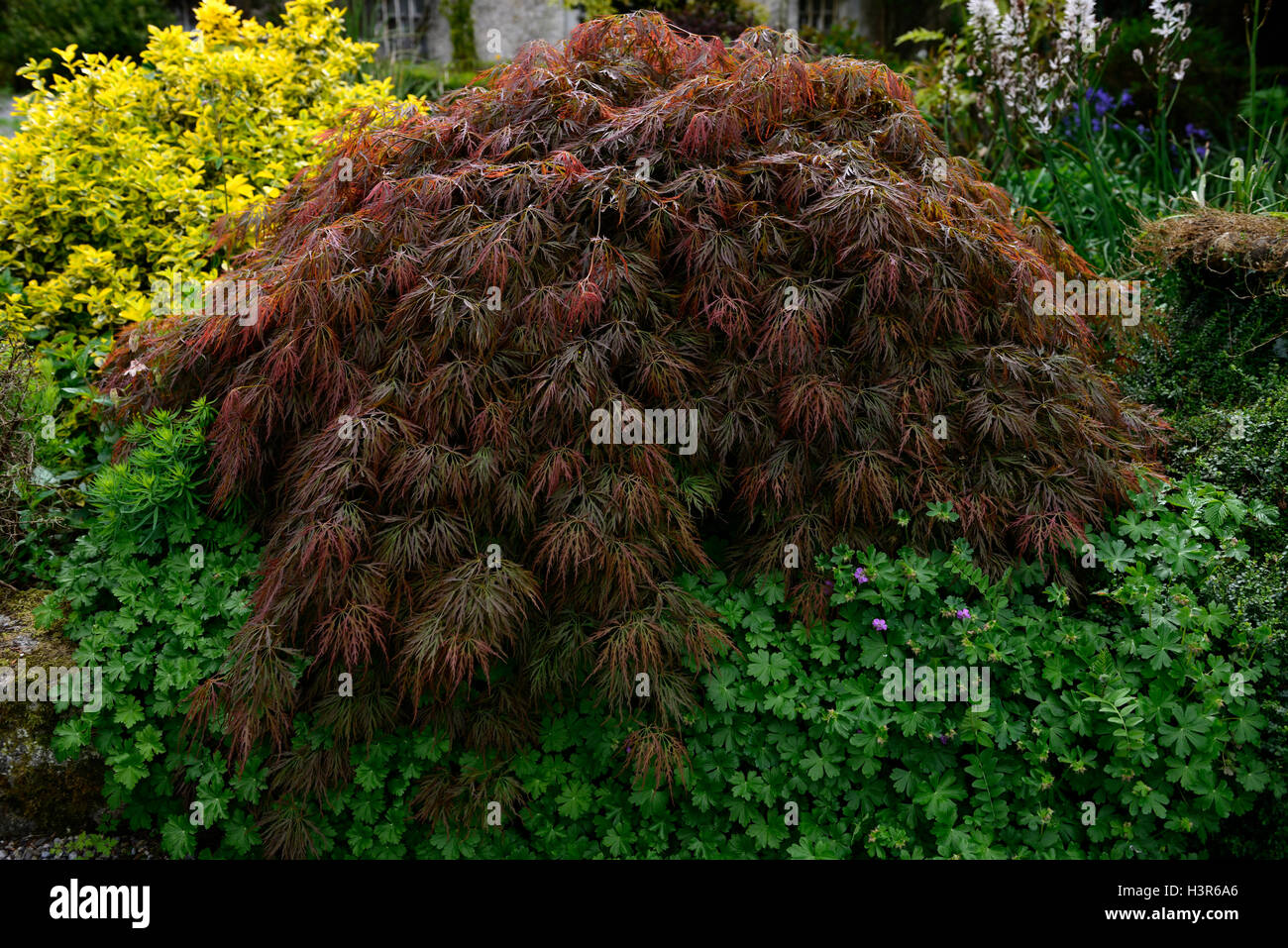 acer palmatum dissectum, purple, foliage, leaves, deciduous, tree, trees, dome, domed, shape, shaped, japanese, maple, maples, RM Floral, Stock Photo