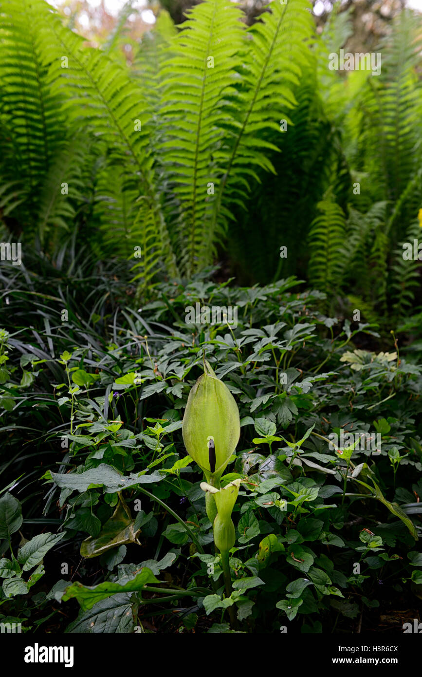Arum lily hires stock photography and images Alamy
