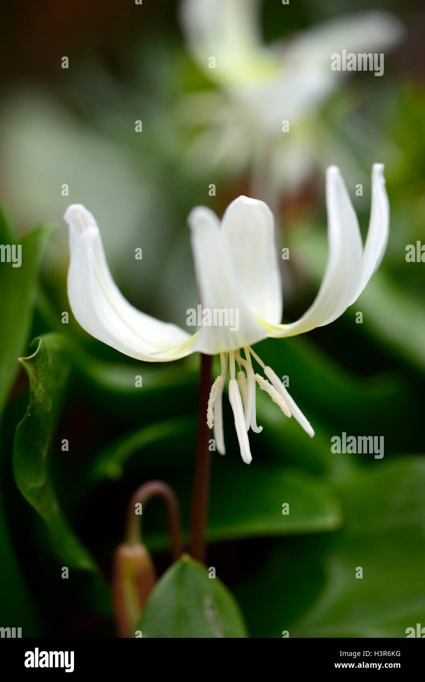 erythronium californicum white beauty fawn lily dogstooth violet spring white flowers flowering clump colors colours dogs tooth Stock Photo