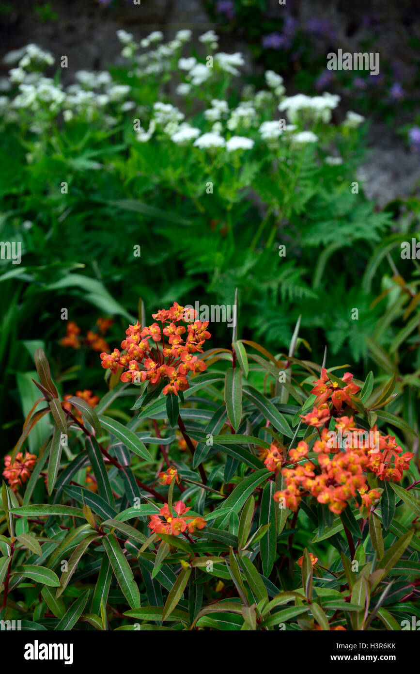 euphorbia griffithii fireglow orange flowers flower flowering spring RM floral Stock Photo