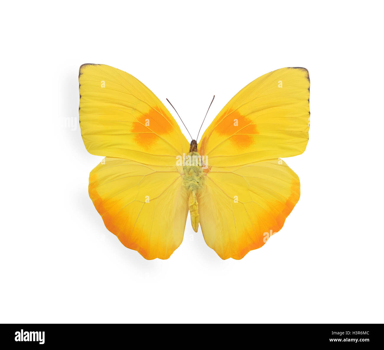 Yellow butterfly isolated on white Stock Photo Alamy