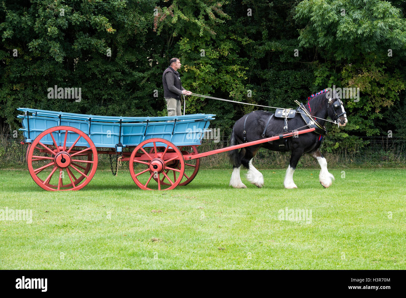 Shire horse pulling a cart at Weald and Downland open air museum, autumn countryside show, Singleton, Sussex, England Stock Photo