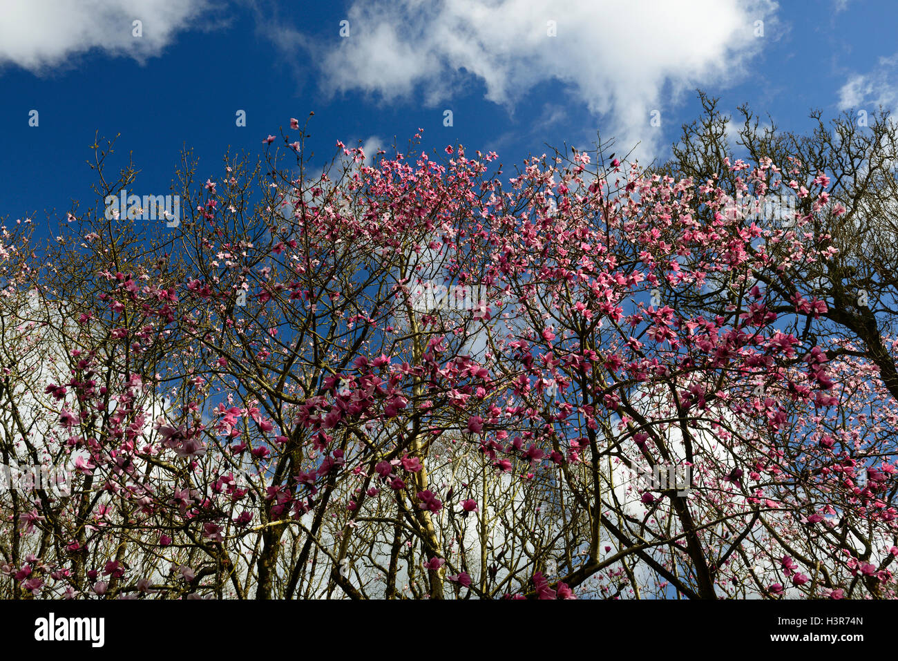 Pink flowering magnolia hires stock photography and images Alamy