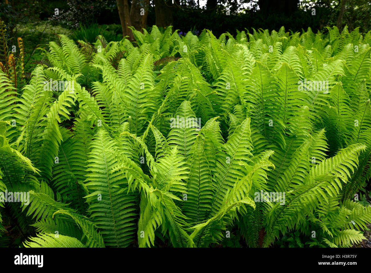 Matteuccia struthiopteris Shuttlecock ostrich fern ferns lime green fronds dimorphic sterile shade shady shaded RM Floral Stock Photo