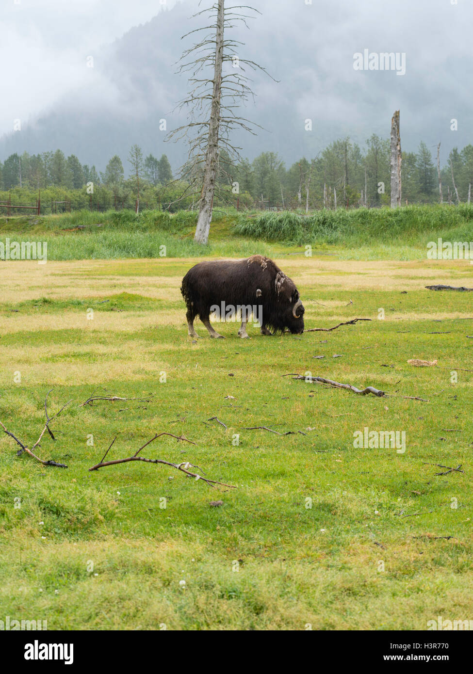 A musk ox grazes on grass at the Alaska Wildlife Conservation Center near Girdwood, Alaska. Stock Photo