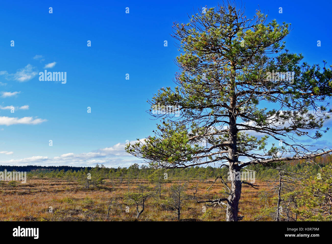 Pine on bog. Blue sky on background. Stock Photo