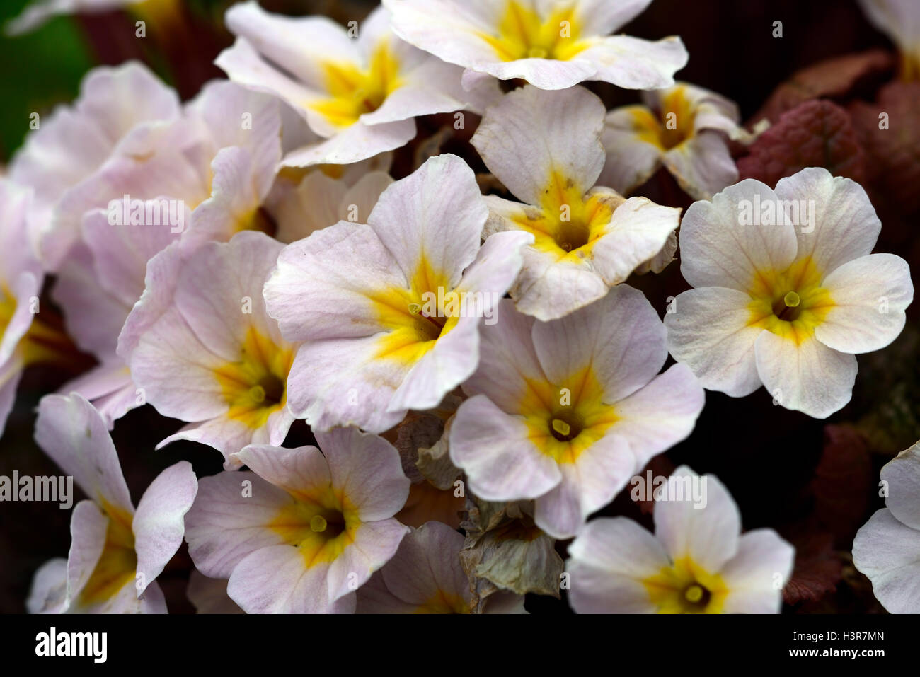 primula drumcliffe primrose primroses spring flower flowers flowering Kennedy Primroses pale lemon apricot RM floral Stock Photo