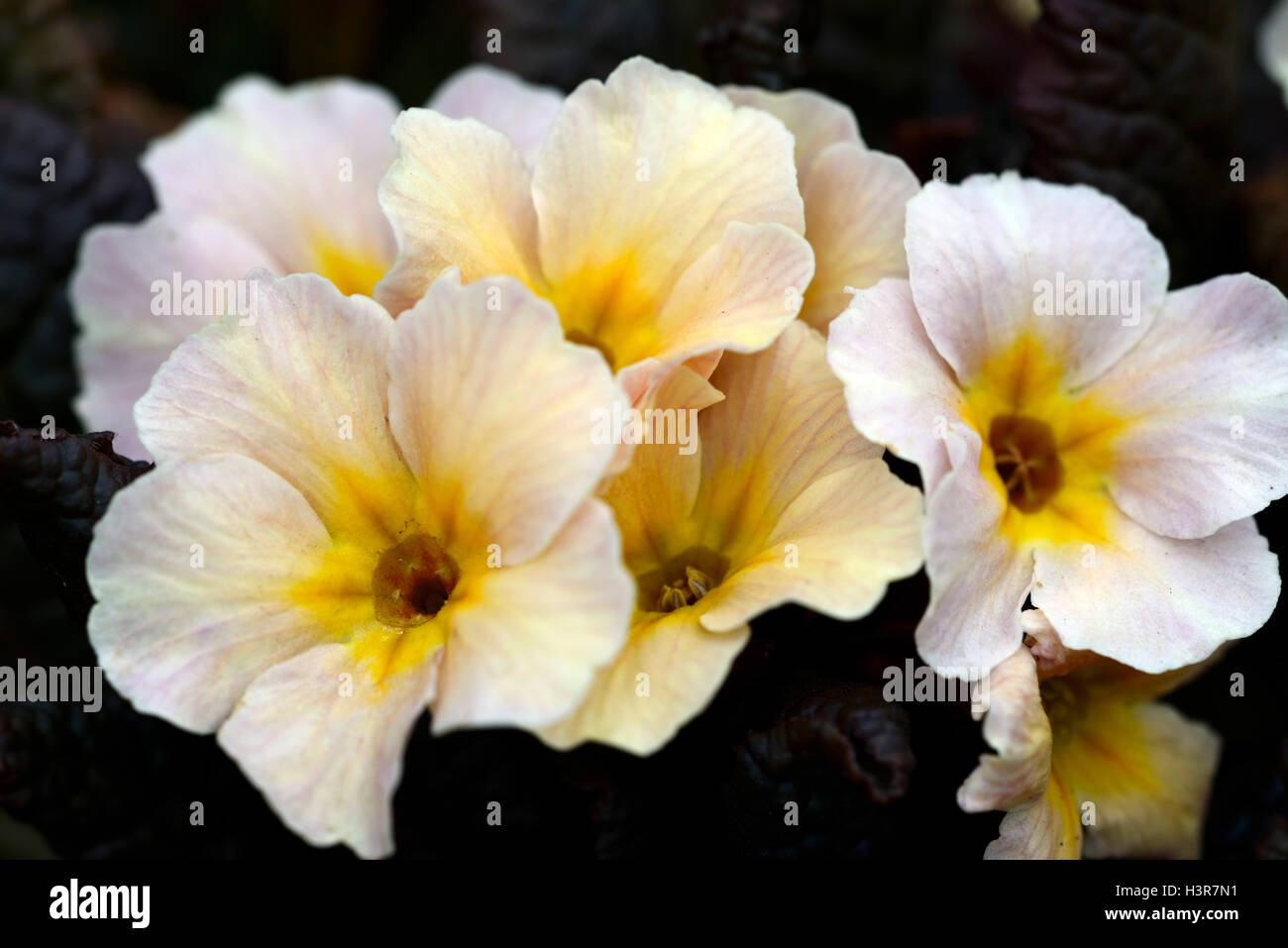 primula dunbeg yellow primrose primroses spring flower flowers flowering Kennedy Primroses pale lemon apricot RM floral Stock Photo