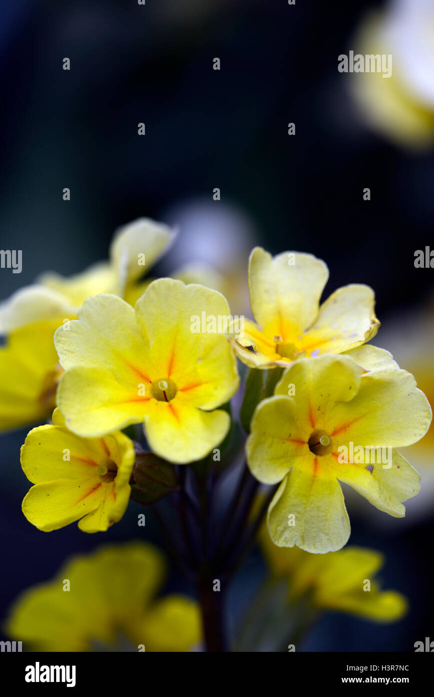 primula goldnugget yellow primrose primroses spring flower flowers flowering RM floral Stock Photo