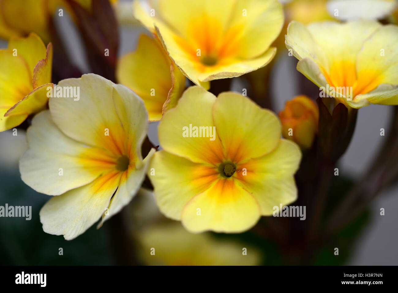 primula goldnugget yellow primrose primroses spring flower flowers flowering RM floral Stock Photo