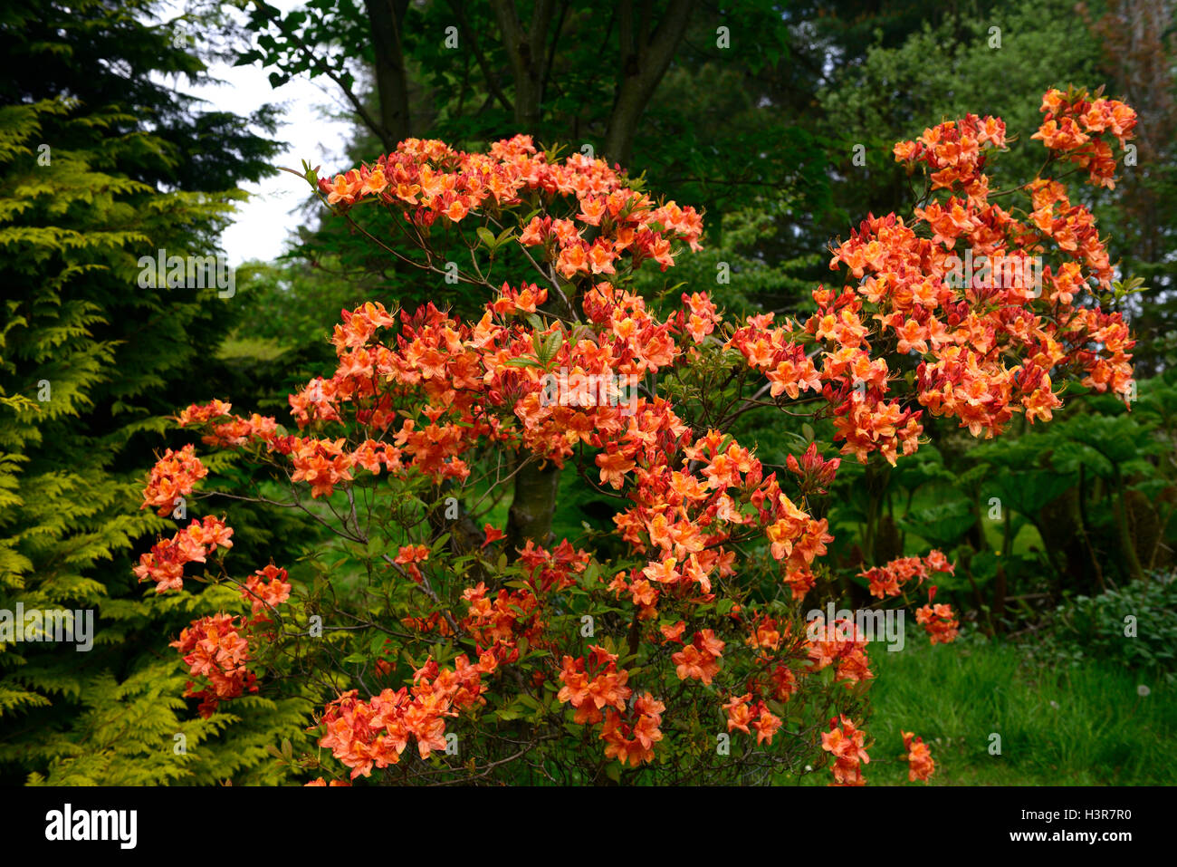 rhododendron orange flowers flowering shrub Altamont Gardens Carlow RM