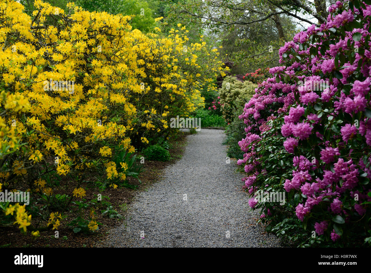 rhododendron pink yellow tree trees shrubs flowers flowering shrub Altamont Gardens Carlow RM Floral Stock Photo