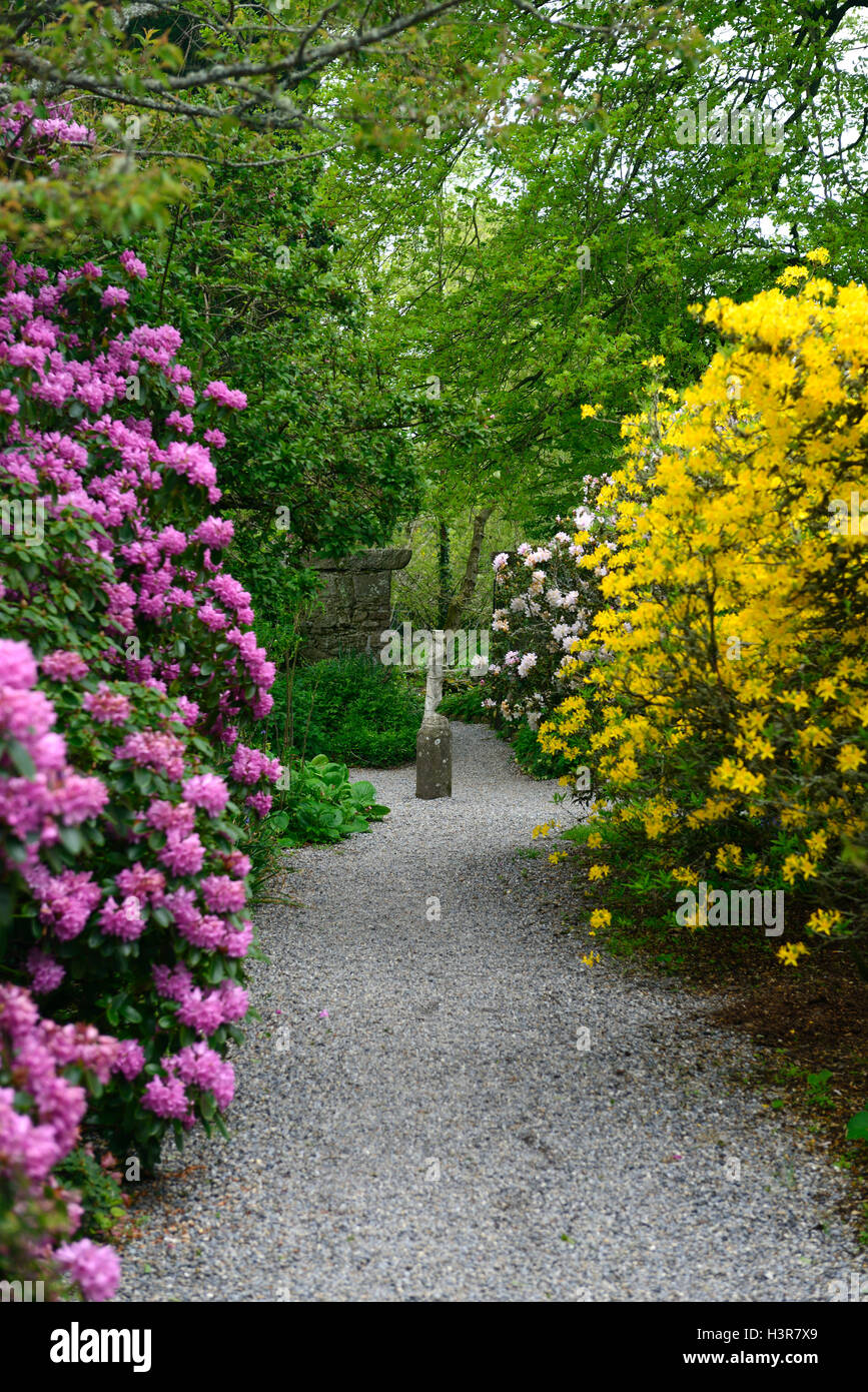 rhododendron pink yellow tree trees shrubs flowers flowering shrub ...