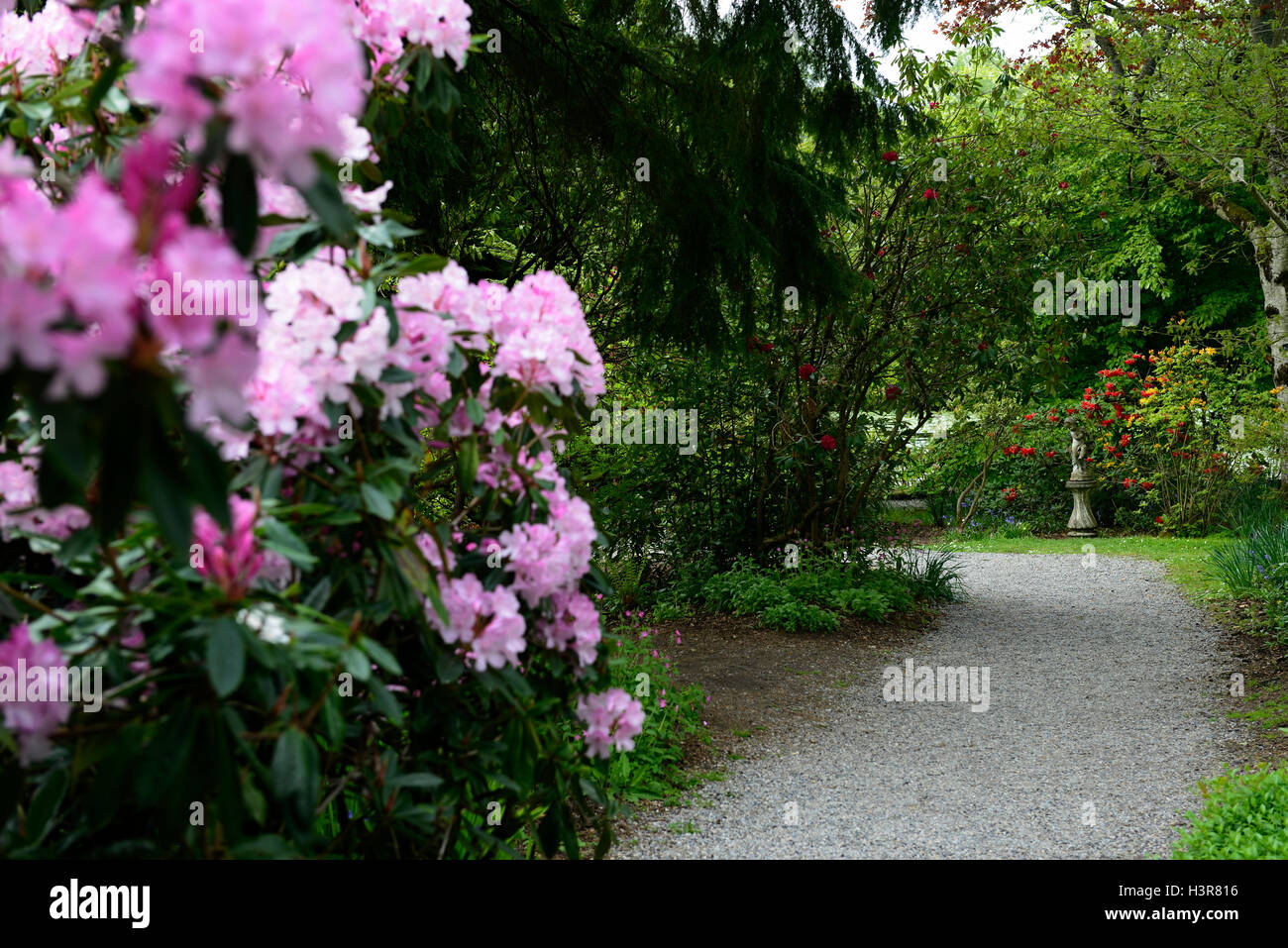 rhododendron Mrs EC Stirling tree trees shrubs flowers flowering shrub Altamont Gardens Carlow RM Floral Stock Photo