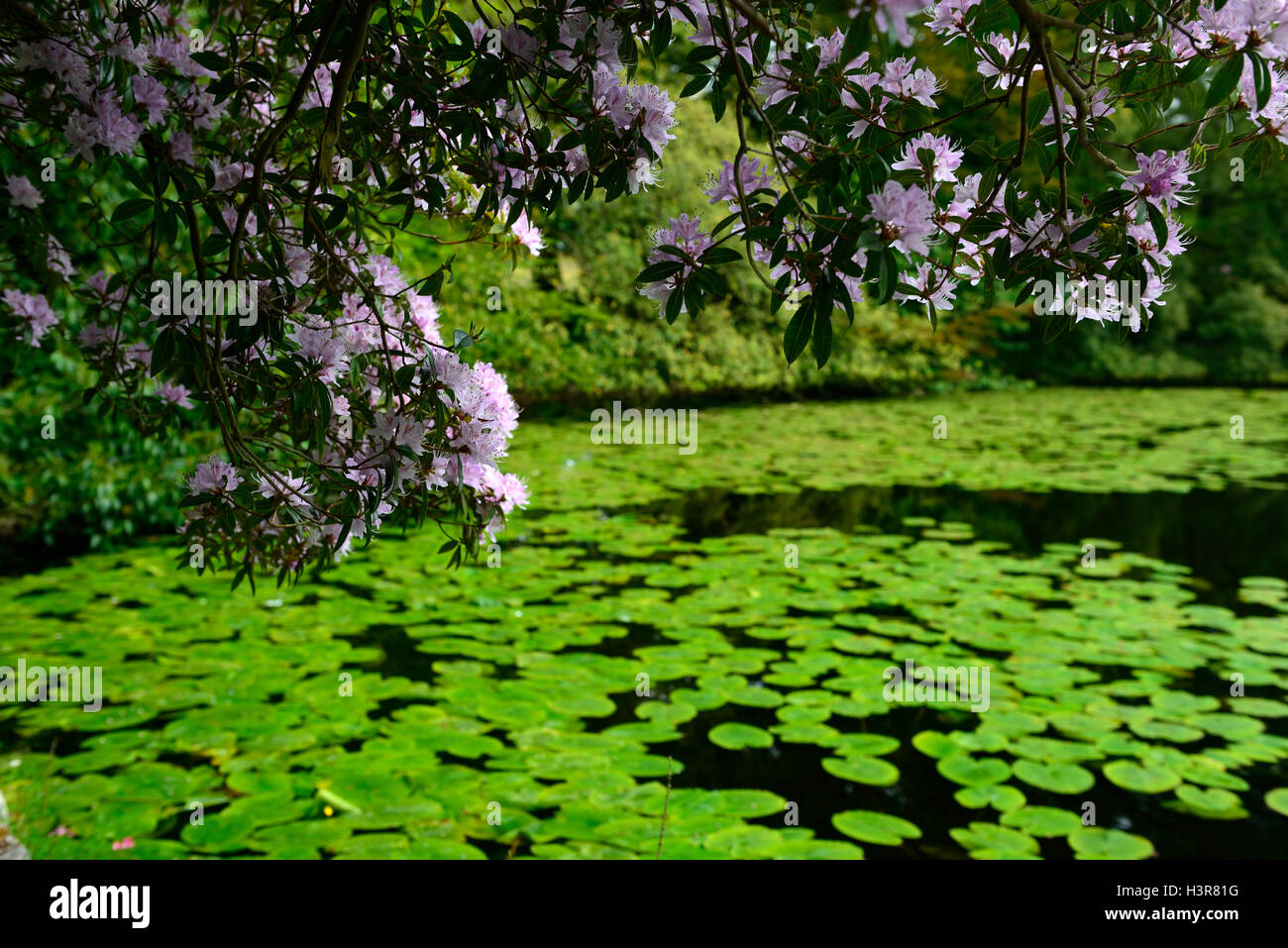 rhododendron triflorum lilac pink tree trees shrubs flowers flowering ...