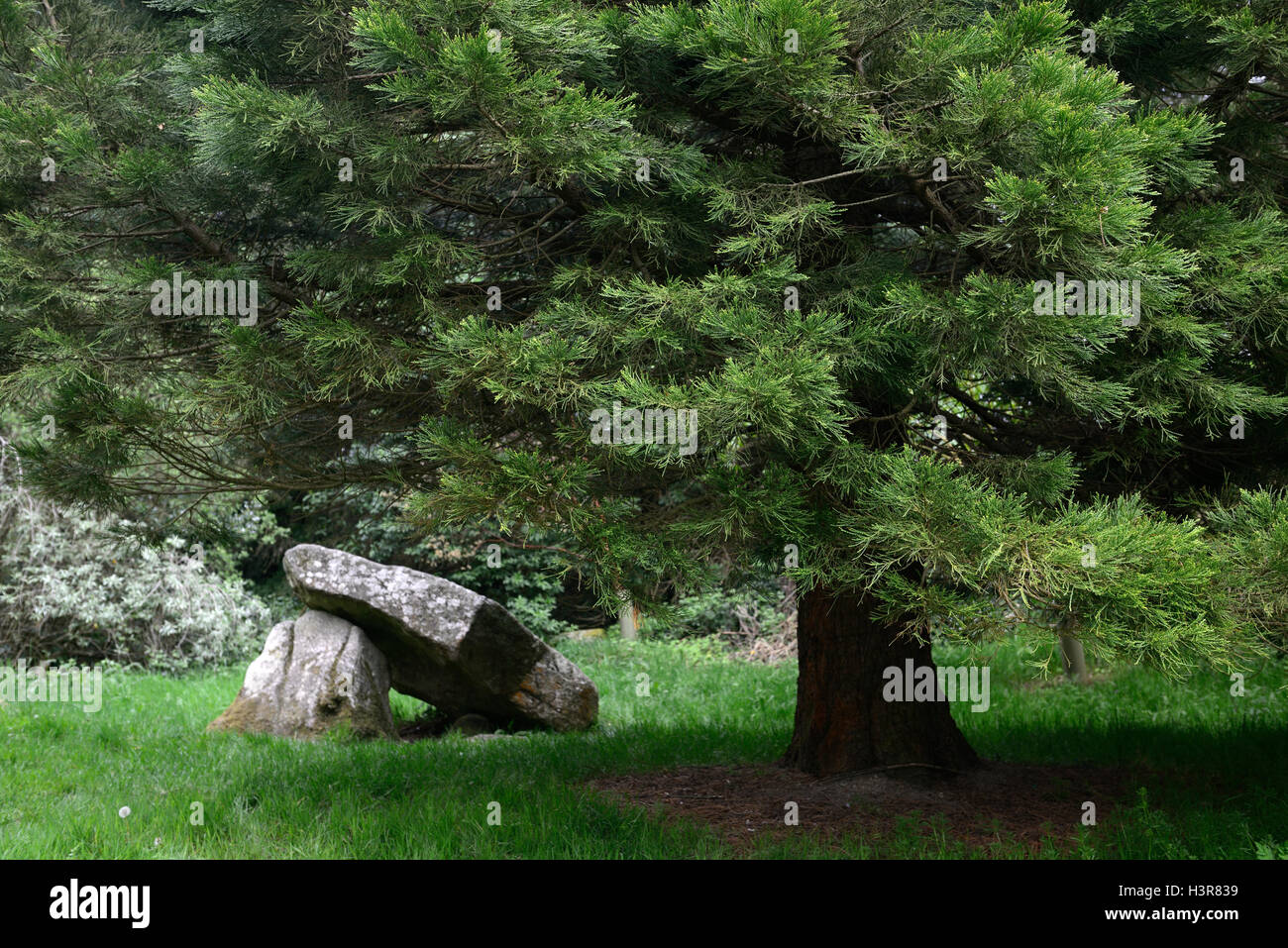 sequoiadendron giganteum wellingtonia dolmen garden art installation Altamont gardens carlow ireland RM Floral Stock Photo