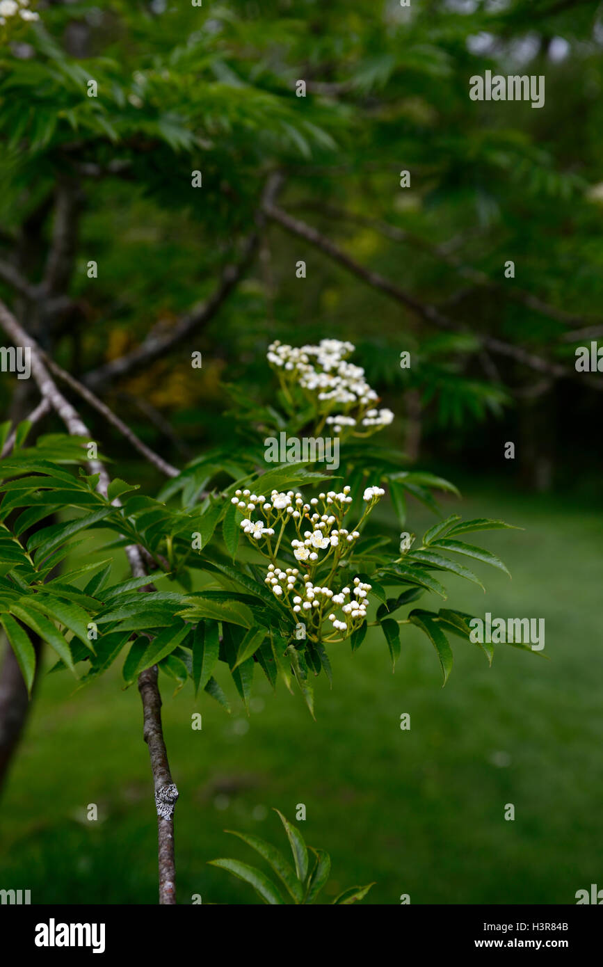 Rowan white berries hires stock photography and images Alamy