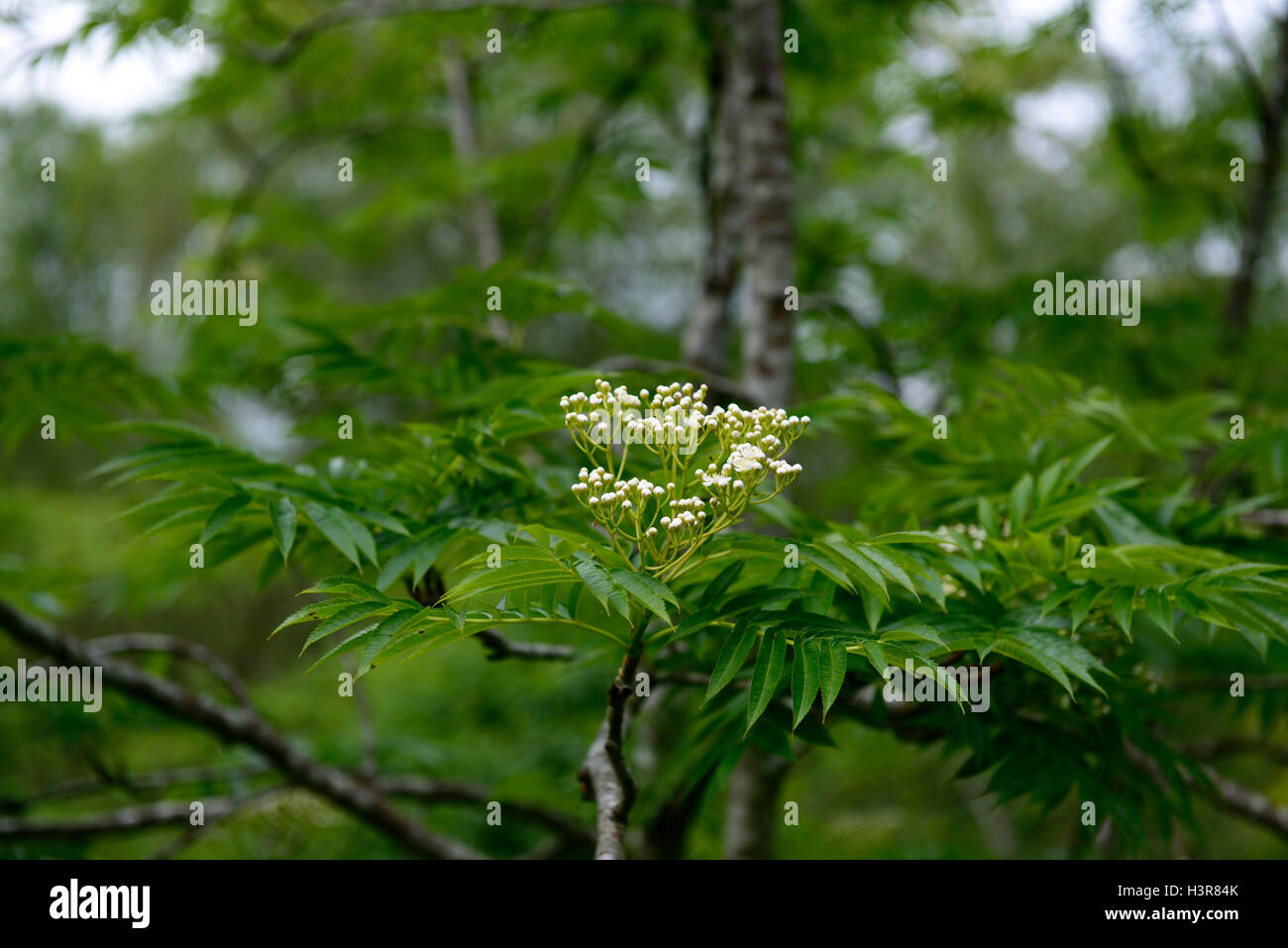 sorbus amurensis white flowers berries mountain ash ashes rowan tree trees ornamental RM Floral Stock Photo