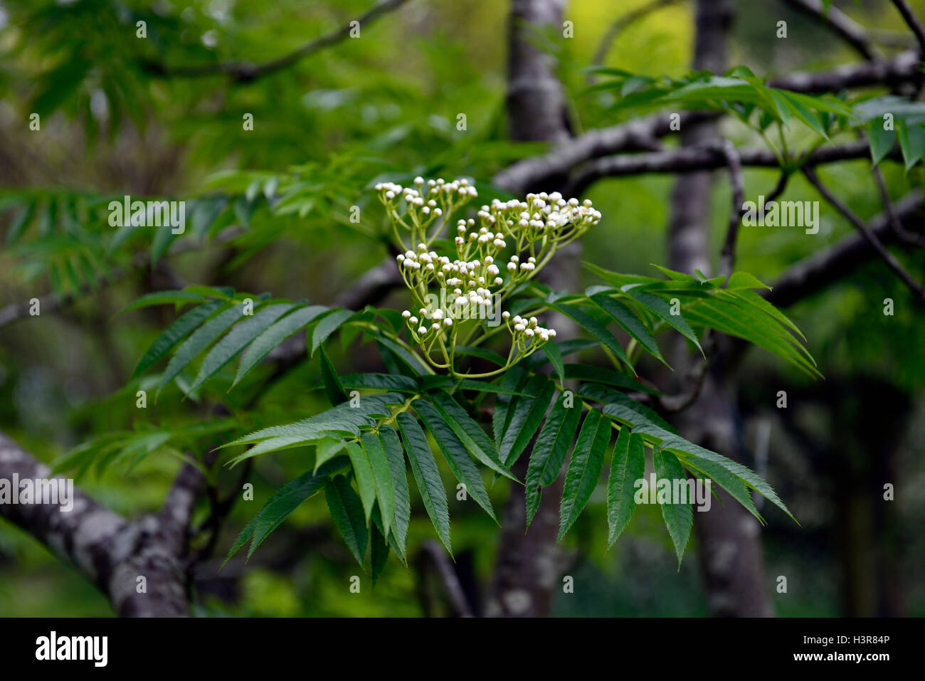sorbus amurensis white flowers berries mountain ash ashes rowan tree trees ornamental RM Floral Stock Photo