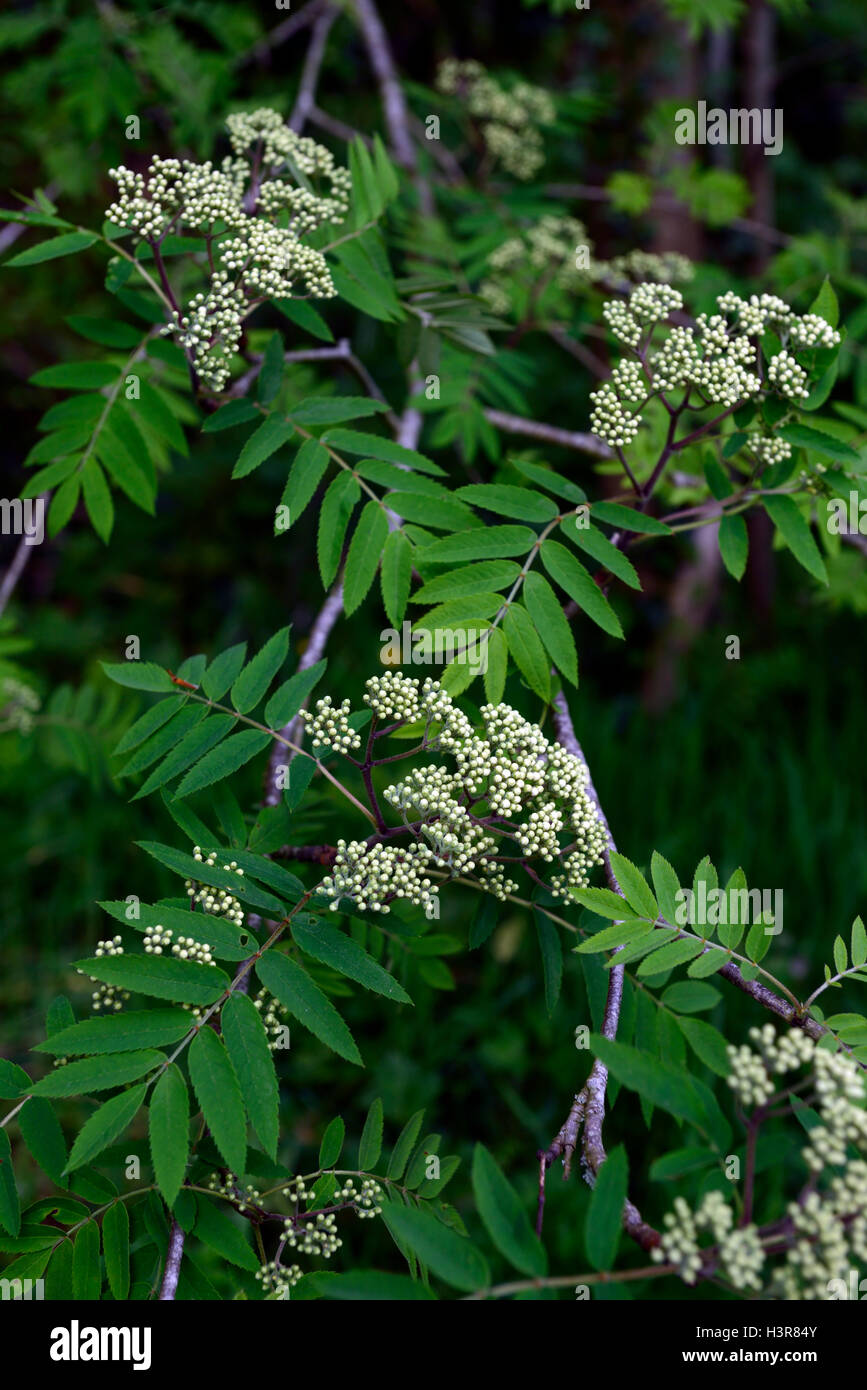 sorbus aucuparia white flowers berries mountain ash ashes rowan tree trees ornamental RM Floral Stock Photo