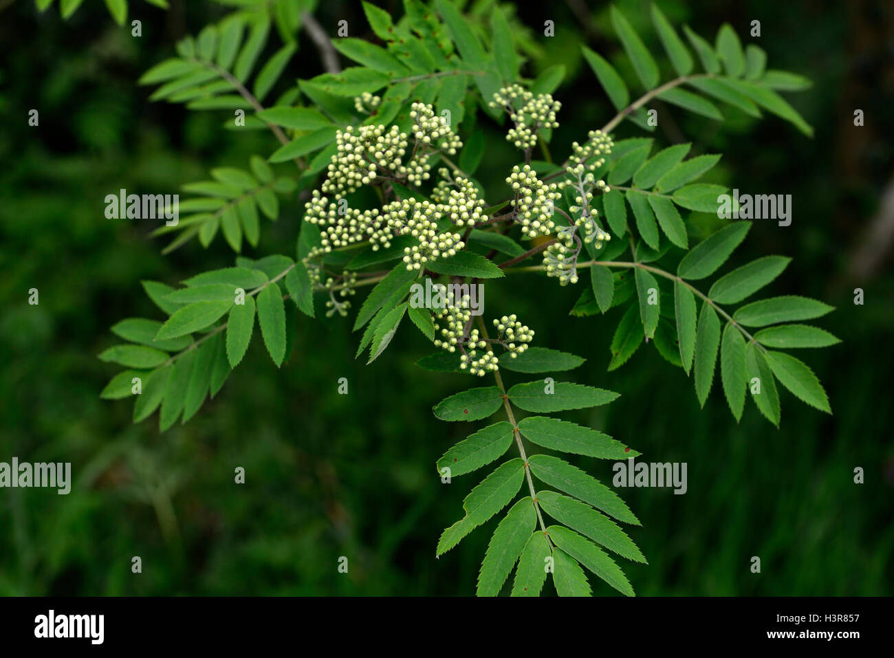 sorbus aucuparia white flowers berries mountain ash ashes rowan tree trees ornamental RM Floral