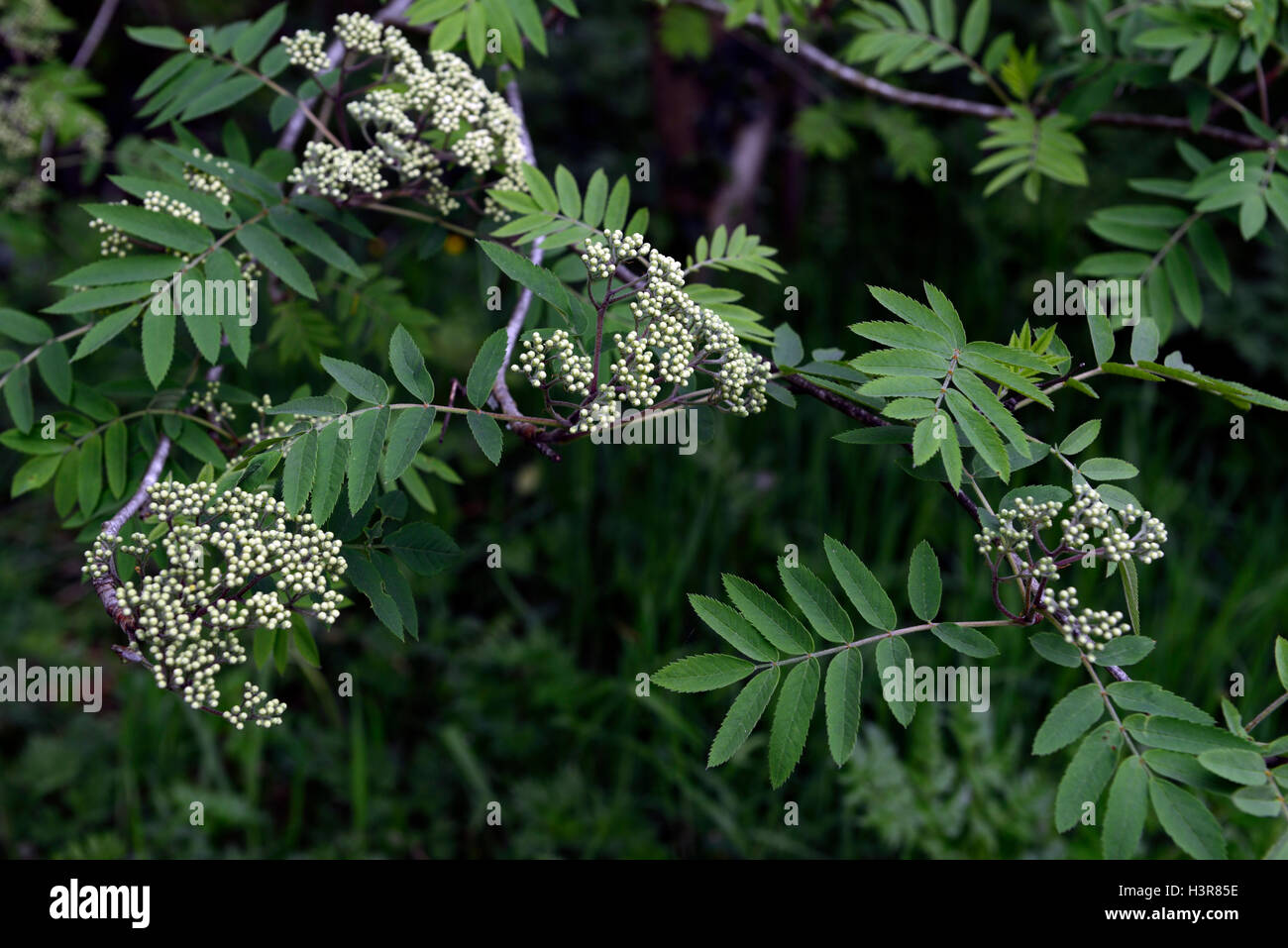 sorbus aucuparia white flowers berries mountain ash ashes rowan tree trees ornamental RM Floral