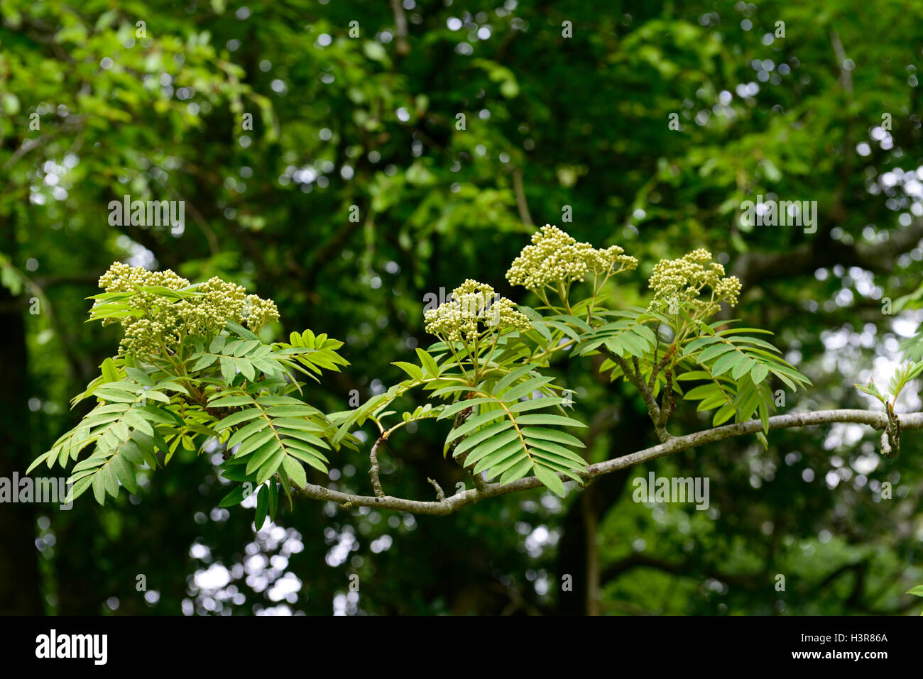 sorbus ghose yellow green flowers berries mountain ash ashes rowan tree trees ornamental RM Floral Stock Photo