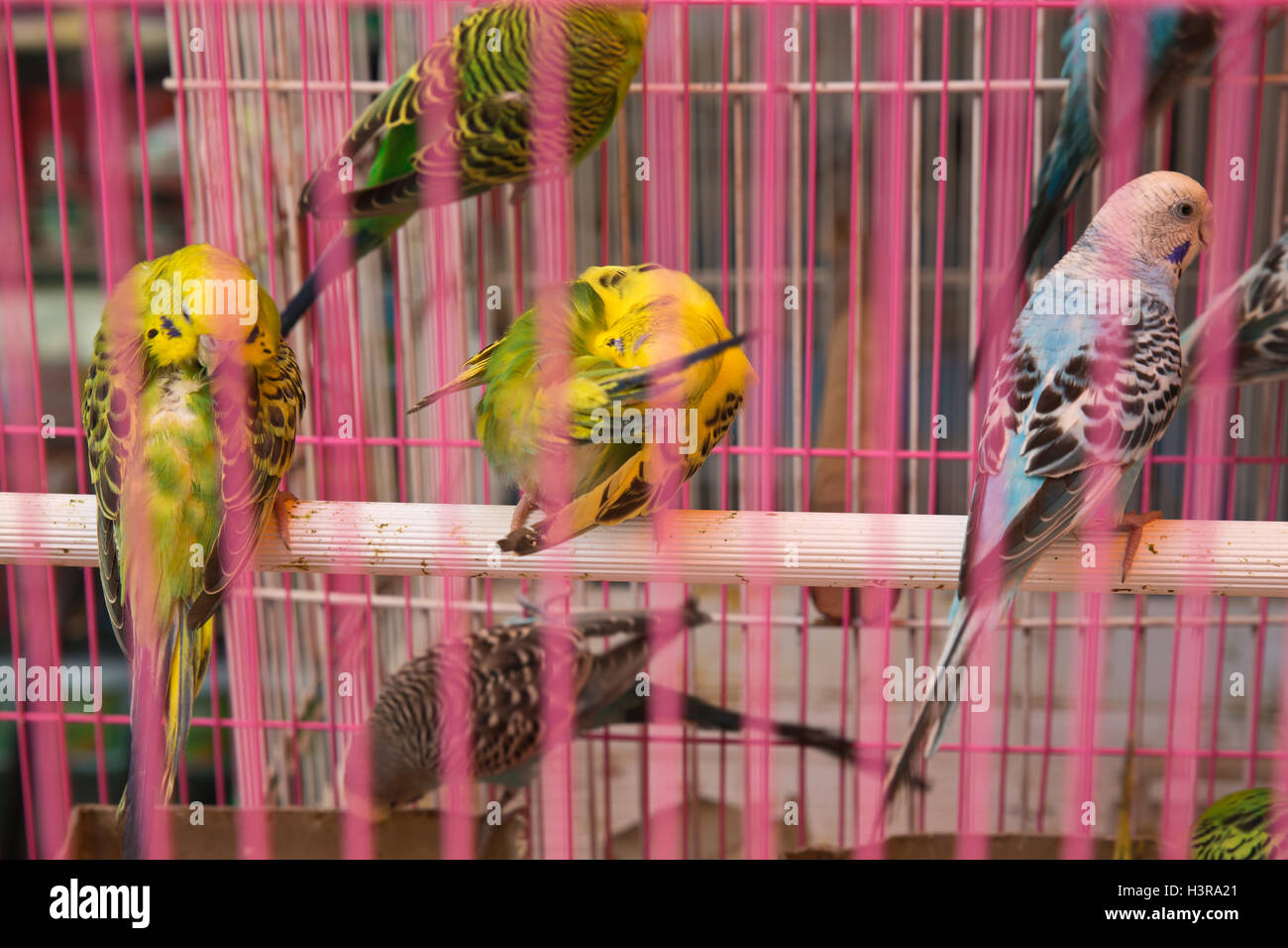 Poutry in hi-res stock photography and images - Alamy