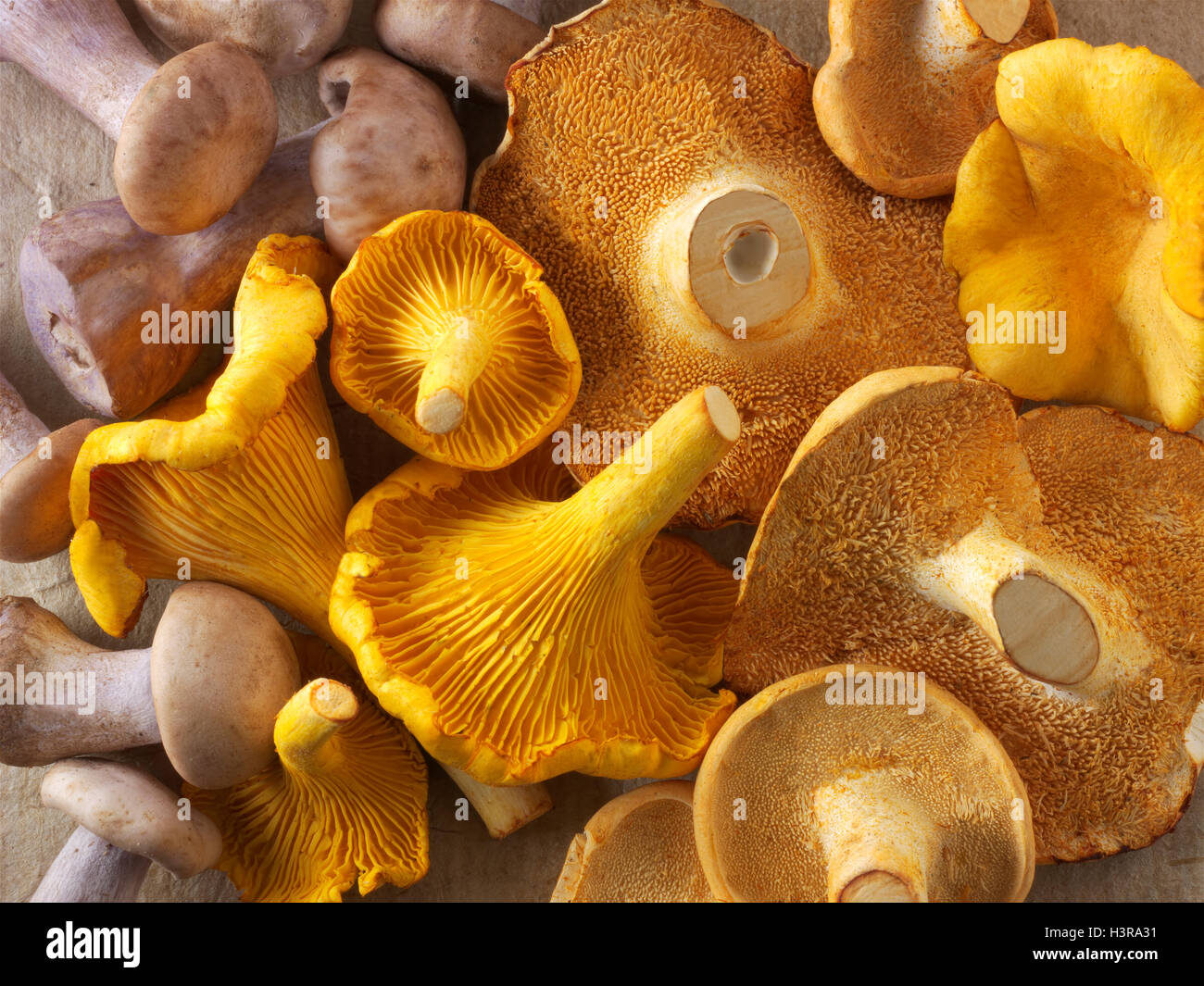 Fresh picked wiild  chanterelle or girolle (Cantharellus cibarius), Pied de Mouton Mushrooms (hydnum repandum) or hedgehog mushr Stock Photo