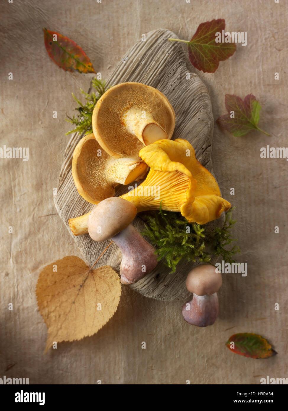Fresh picked wiild  chanterelle or girolle (Cantharellus cibarius), Pied de Mouton Mushrooms (hydnum repandum) or hedgehog mushr Stock Photo