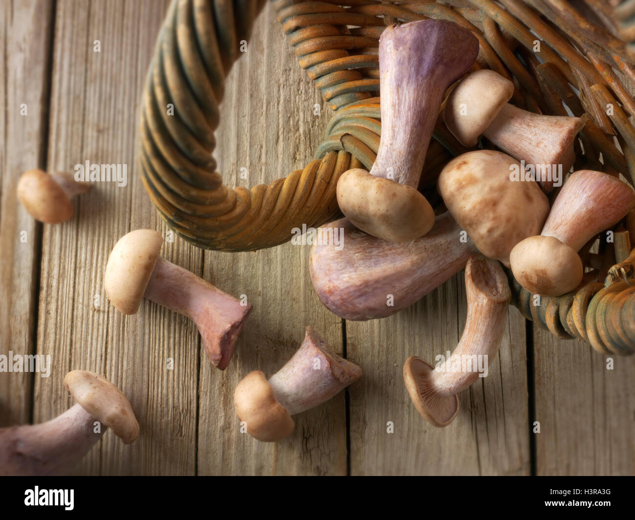 Fresh picked wiild organic Pied Bleu Mushrooms (Clitocybe nuda), blewitt or Blue Foot mushrooms Stock Photo