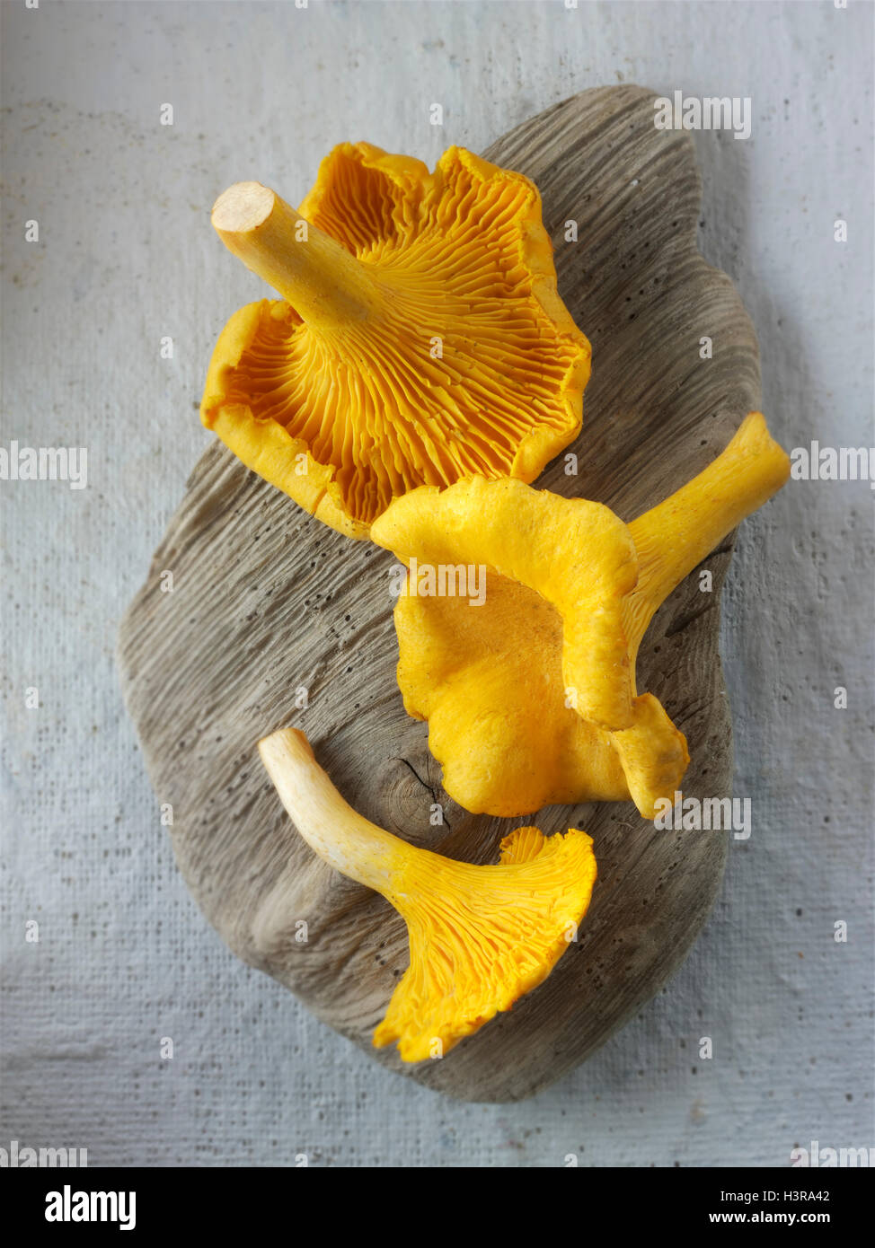 Fresh picked wild  organic chanterelle or girolle Mushrooms (Cantharellus cibarius) Stock Photo
