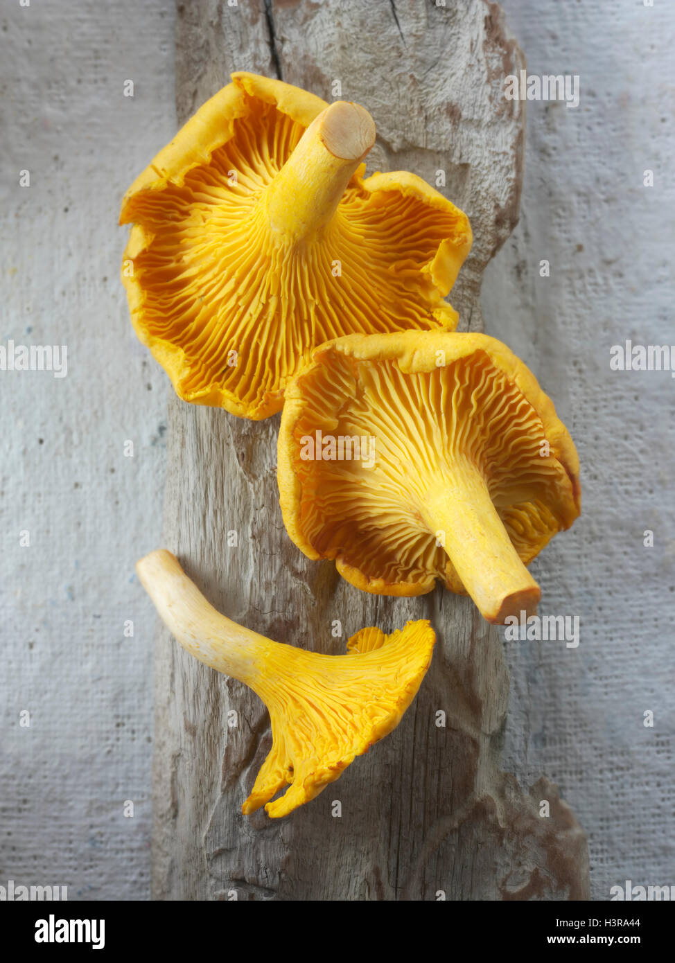 Edible chanterelles hires stock photography and images Alamy