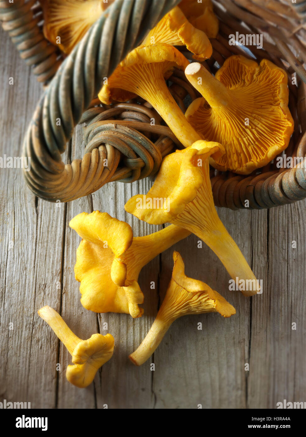 Fresh picked wild organic chanterelle or girolle Mushrooms (Cantharellus cibarius Stock Photo