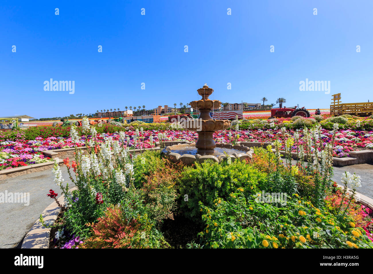 The beautiful Flower Fields at Carlsbad, California Stock Photo