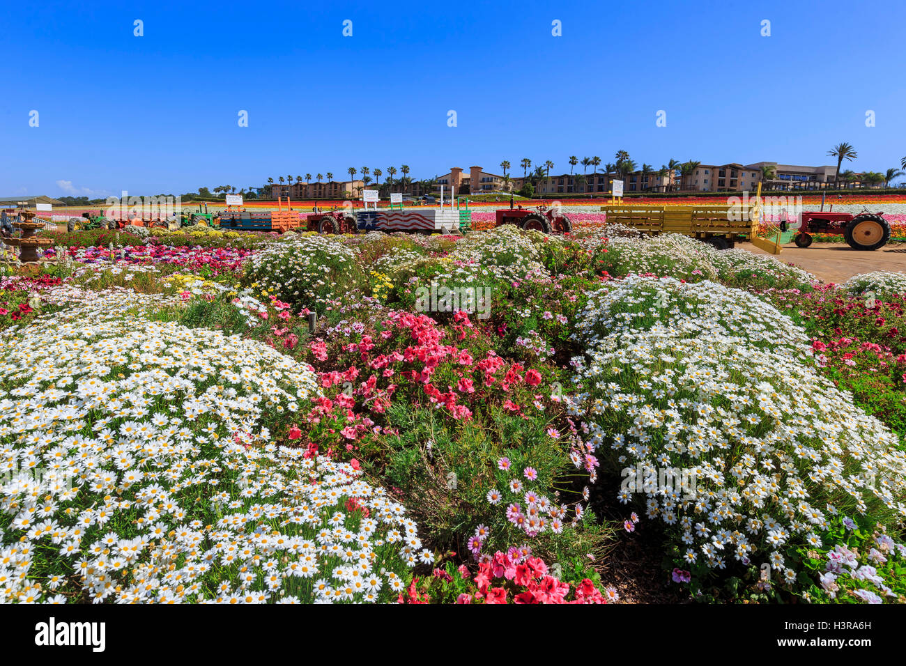 The beautiful Flower Fields at Carlsbad, California Stock Photo