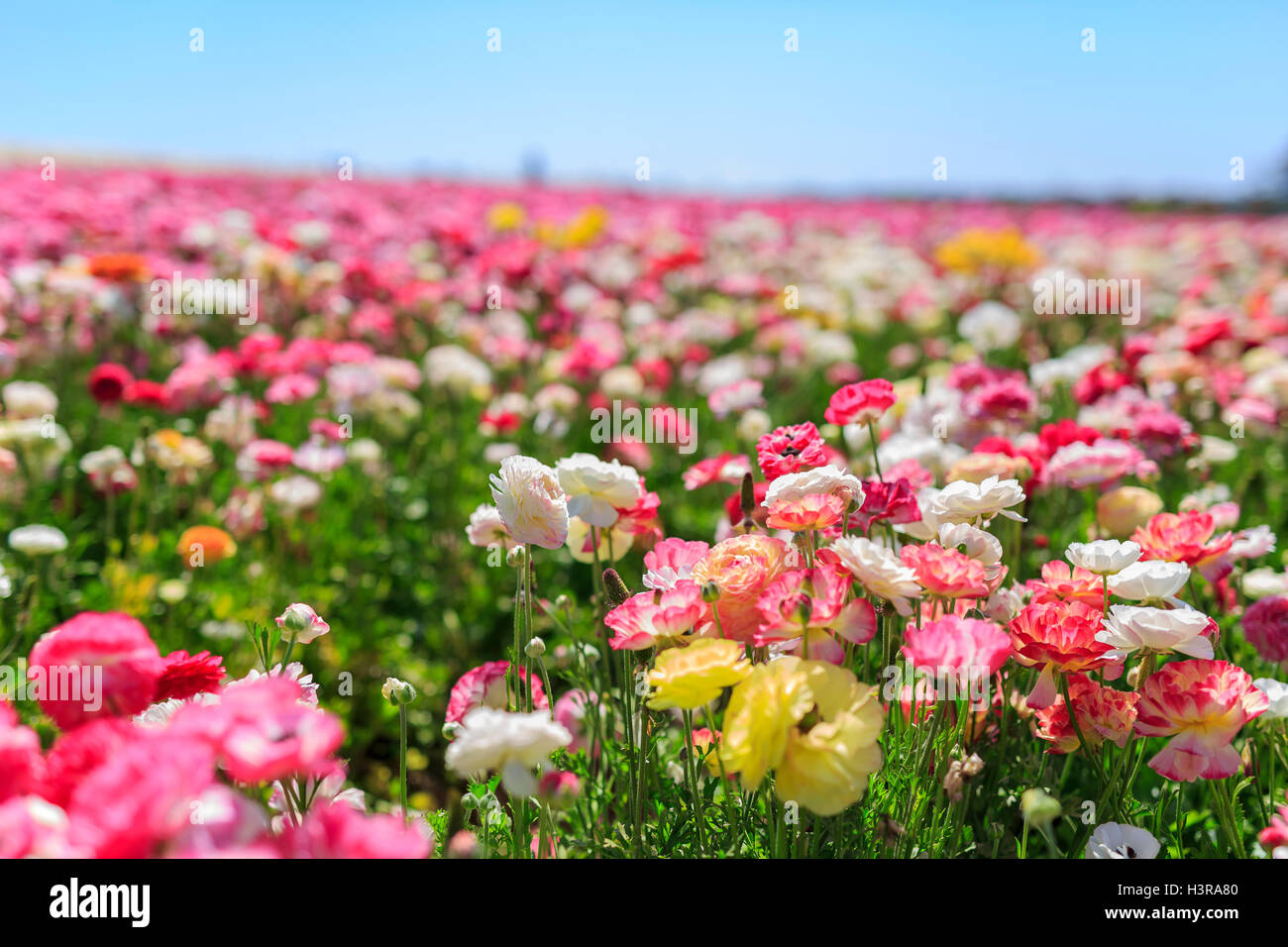 The beautiful Flower Fields at Carlsbad, California Stock Photo