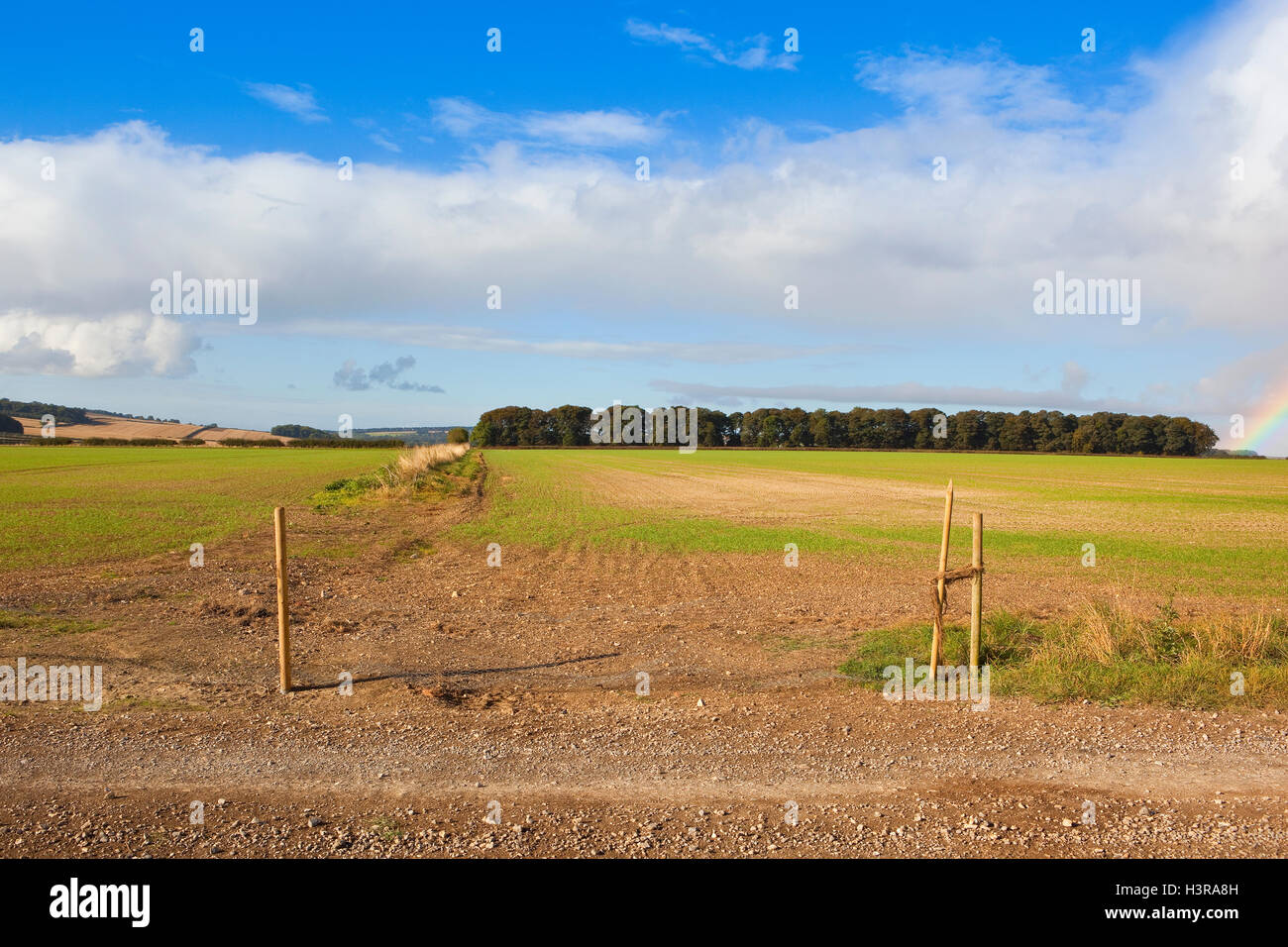 A small plantation viewed over fields of seedling cereal crops and a wire fence with wooden posts in Autumn. Stock Photo