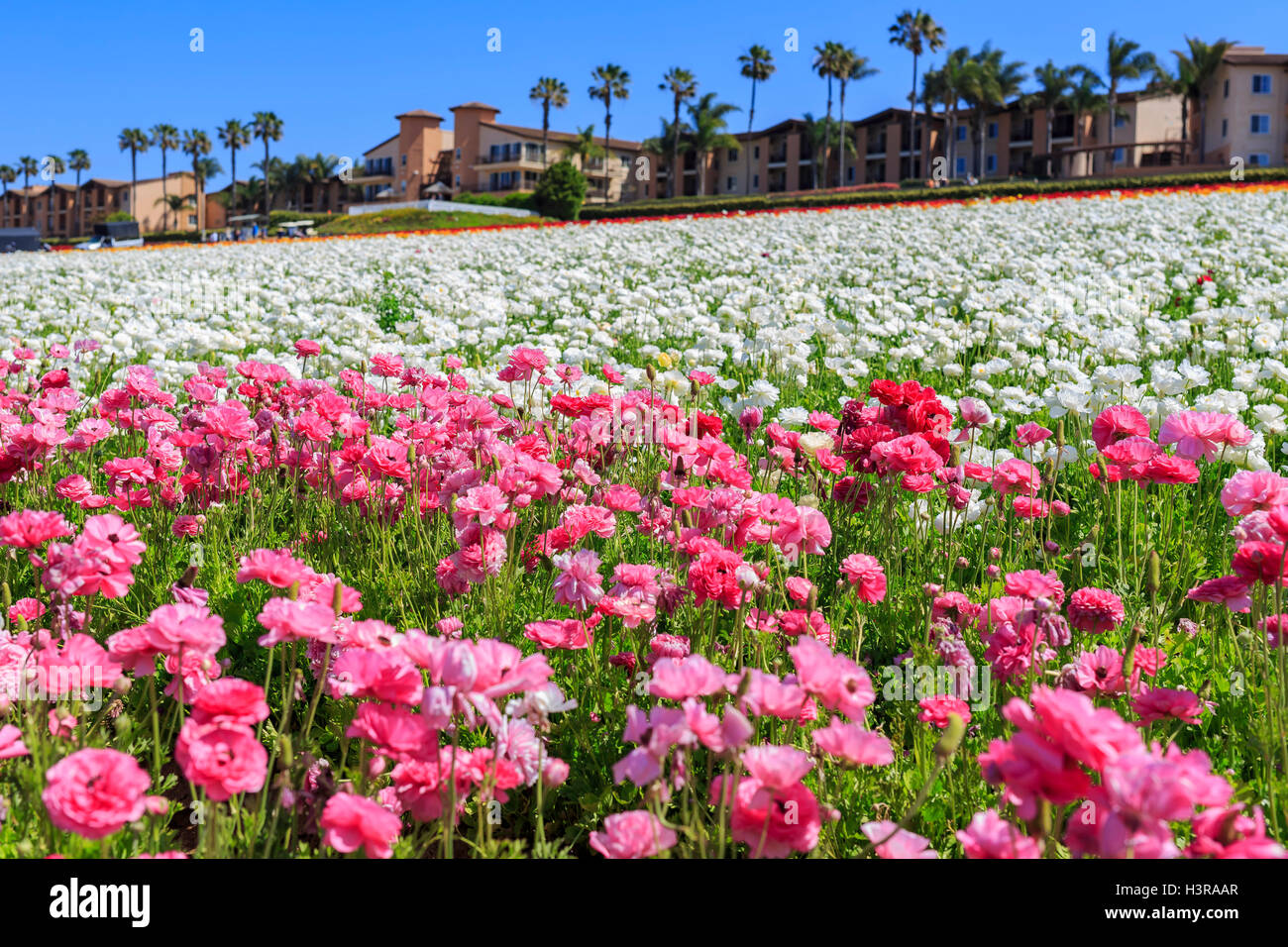 The beautiful Flower Fields at Carlsbad, California Stock Photo