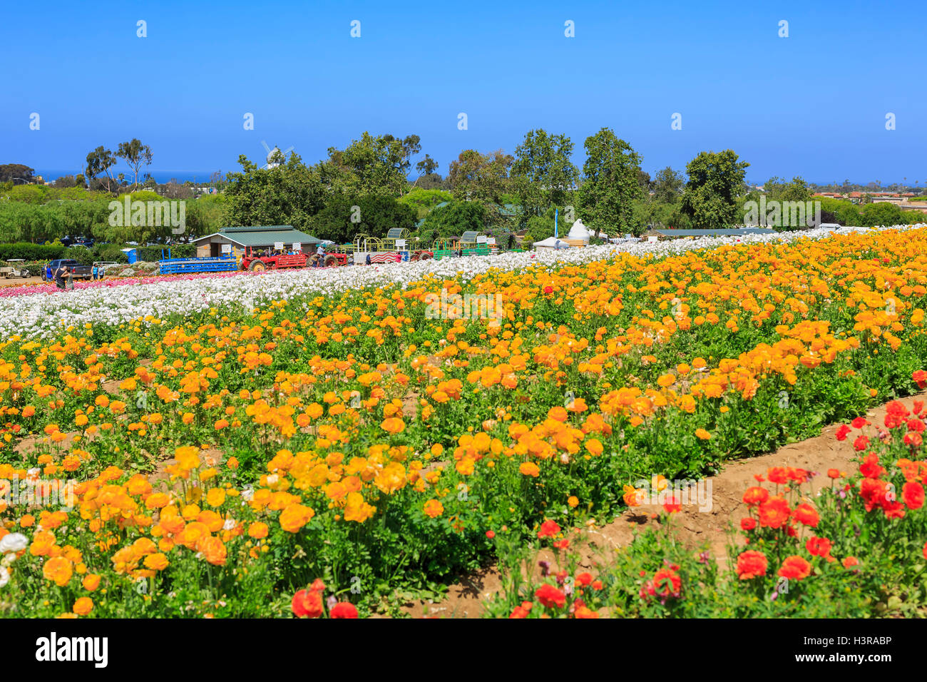 The beautiful Flower Fields at Carlsbad, California Stock Photo