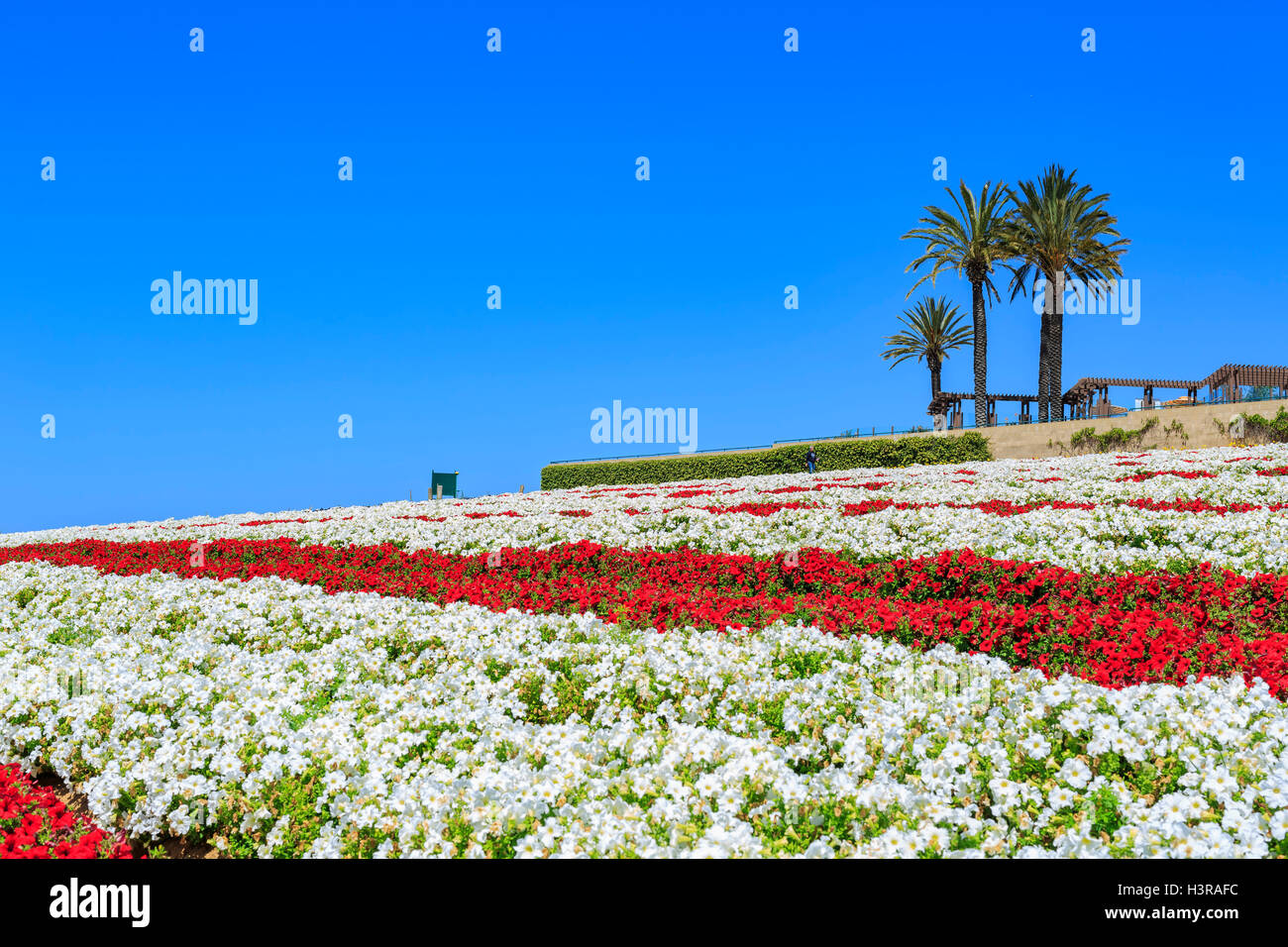 The beautiful Flower Fields at Carlsbad, California Stock Photo