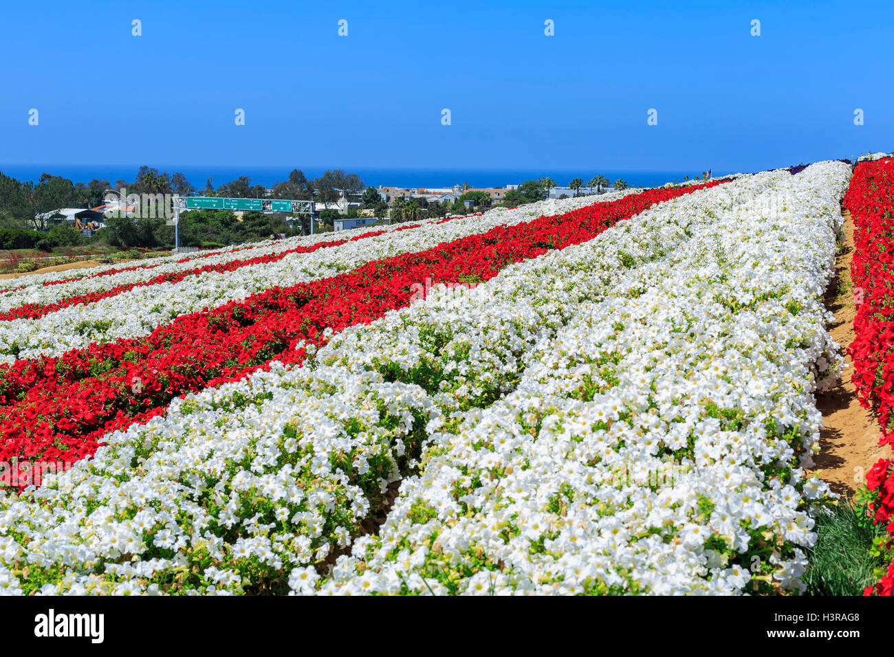 The beautiful Flower Fields at Carlsbad, California Stock Photo