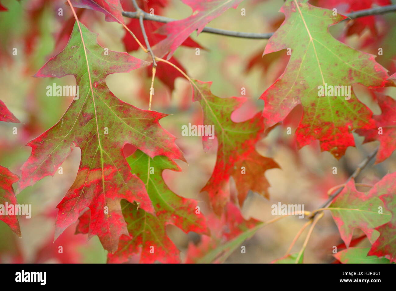 RED OAK LEAVES Stock Photo Alamy