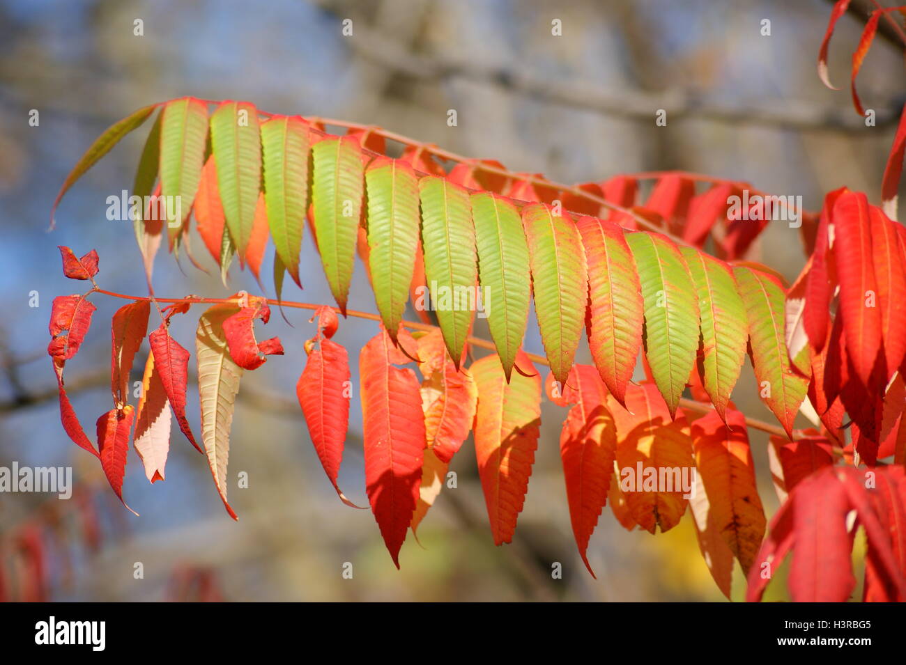 RED SUMAC Stock Photo Alamy