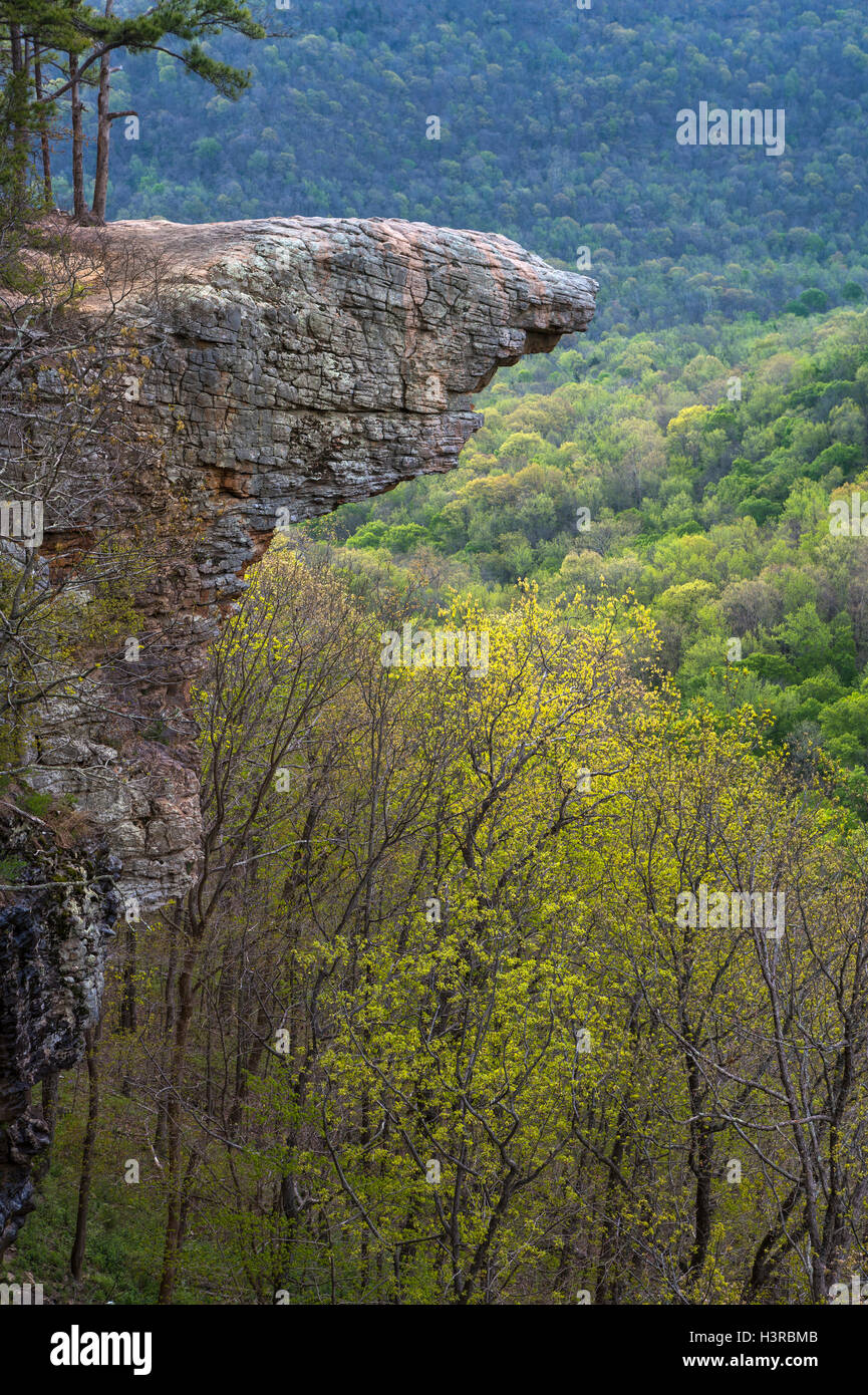 Upper Buffalo Wilderness Area, Arkansas: Hawksbill Crag, an outcrop on Whitaker Point above the Ozark spring forest Stock Photo