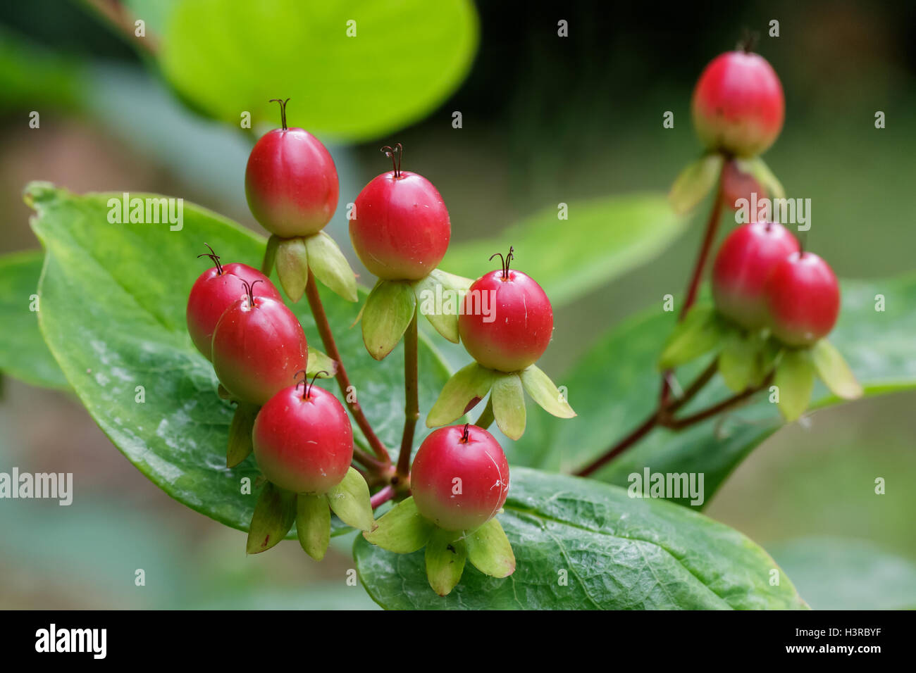 Hypericum red berries or fruit Stock Photo